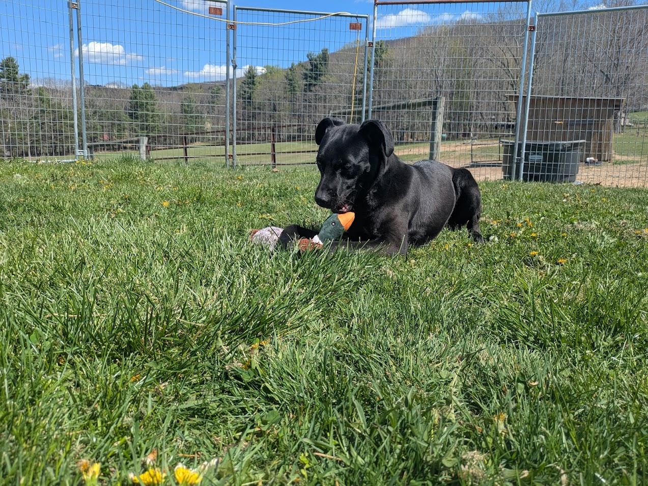 Enlarge Scrappy, a Adoptable mixed breed in Covington, VA image 5/5