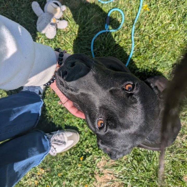 Enlarge Scrappy, a Adoptable mixed breed in Covington, VA image 3/6