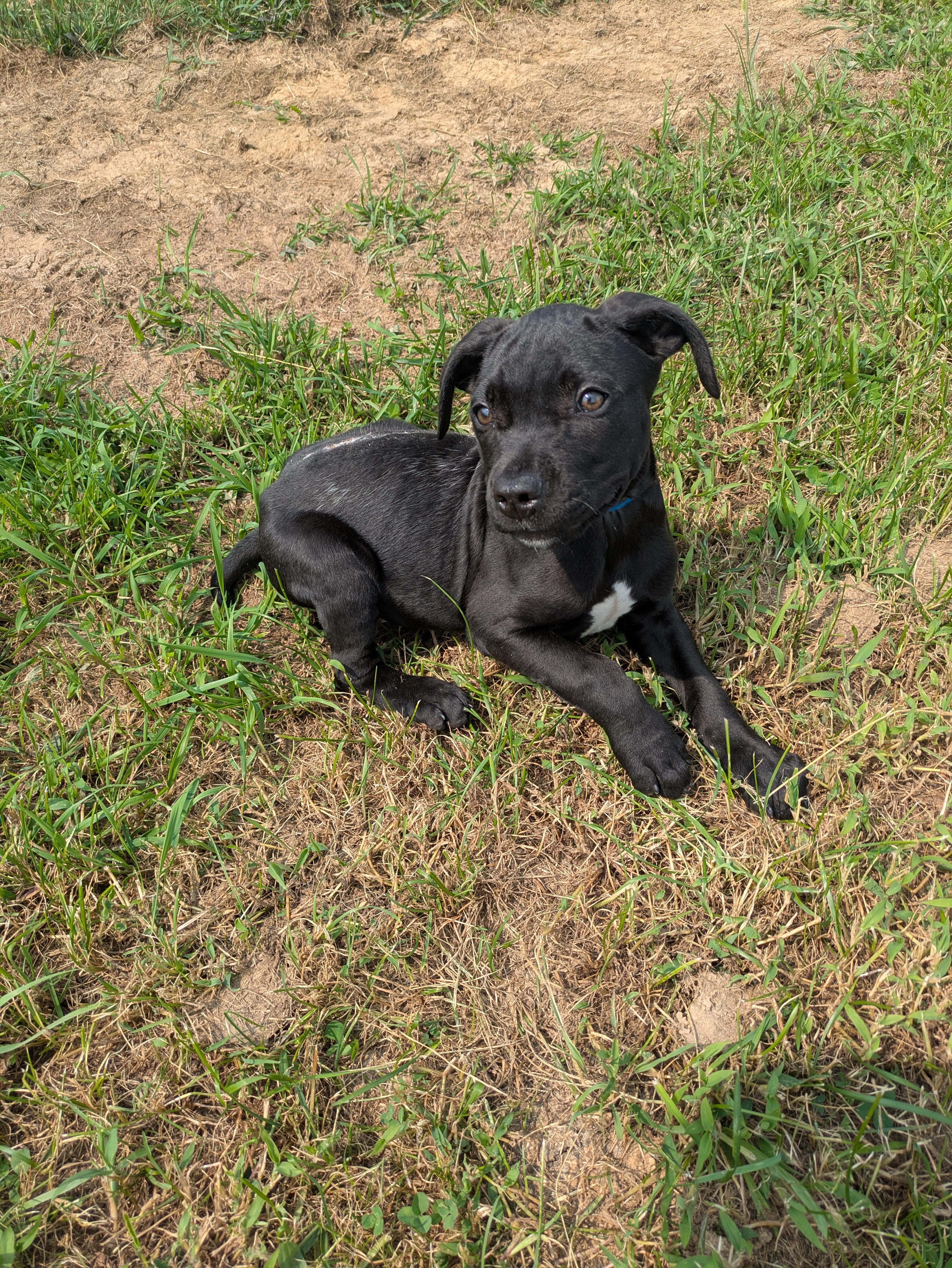 Scrappy, a Adoptable mixed breed in Covington, VA image 3/6