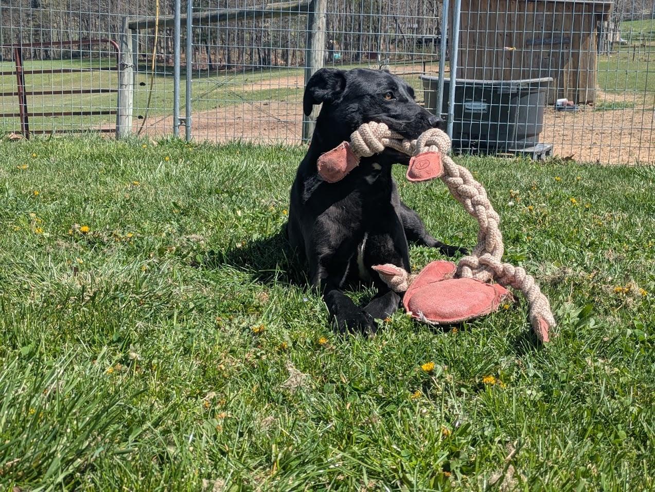 Scrappy, Adoptable, Puppy Male Boxer.