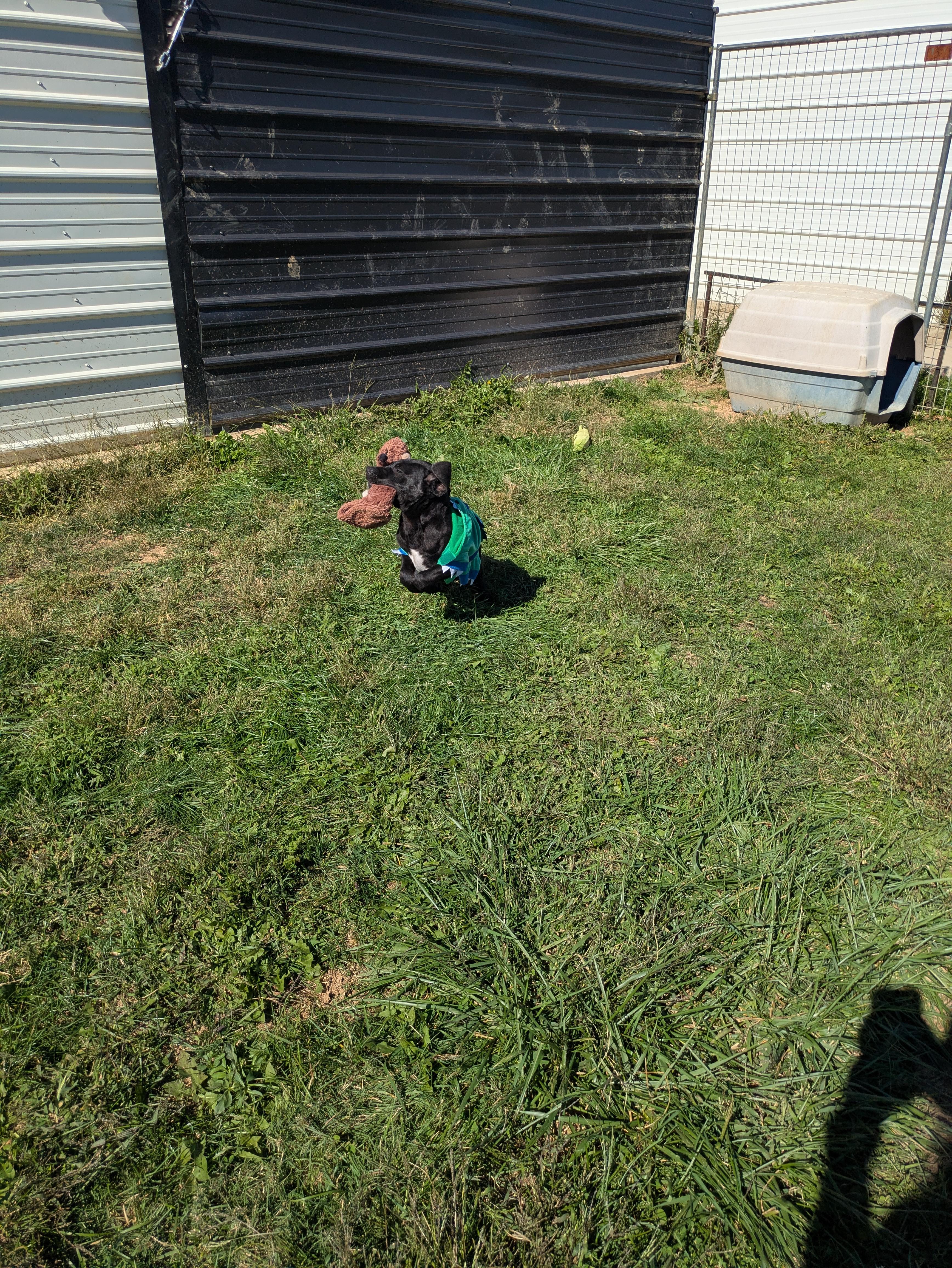 Scrappy, a Adoptable mixed breed in Covington, VA image 2/6