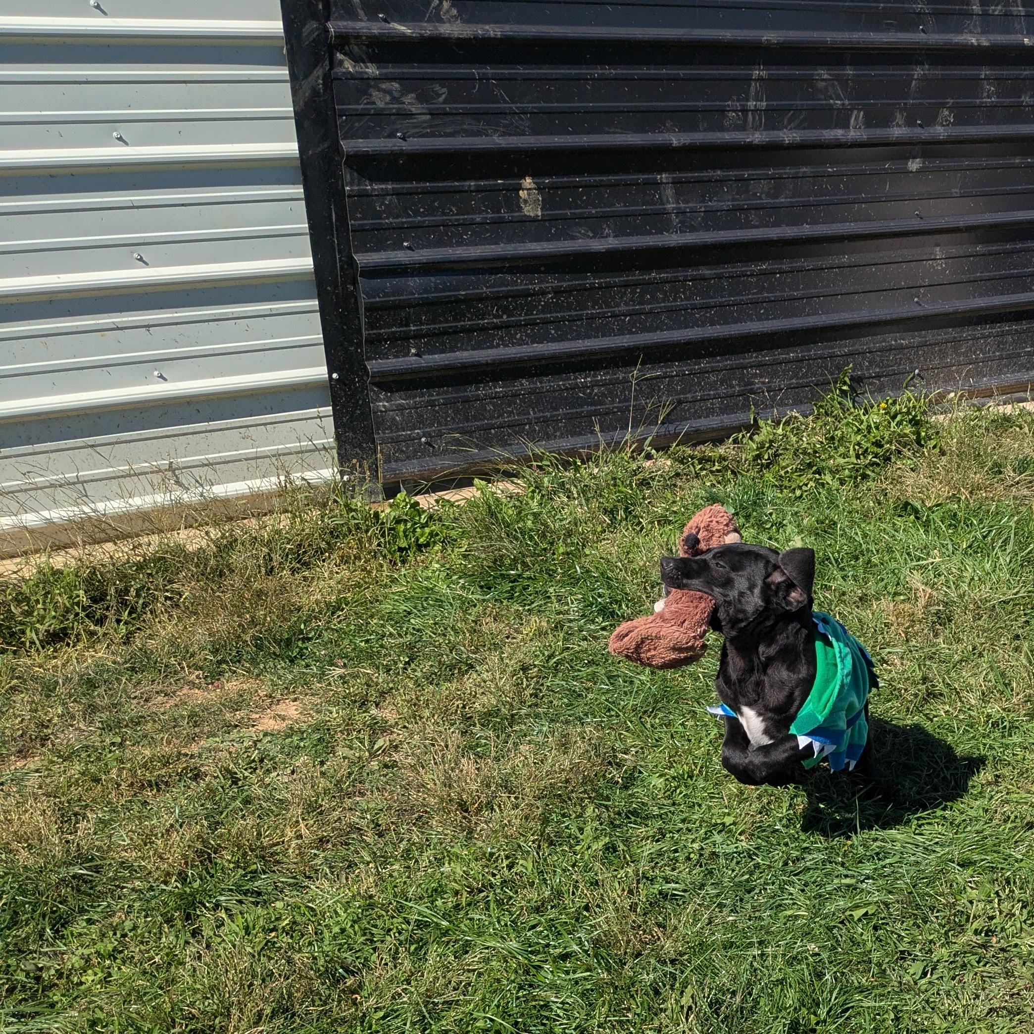 Scrappy, a Adoptable mixed breed in Covington, VA image 2/4