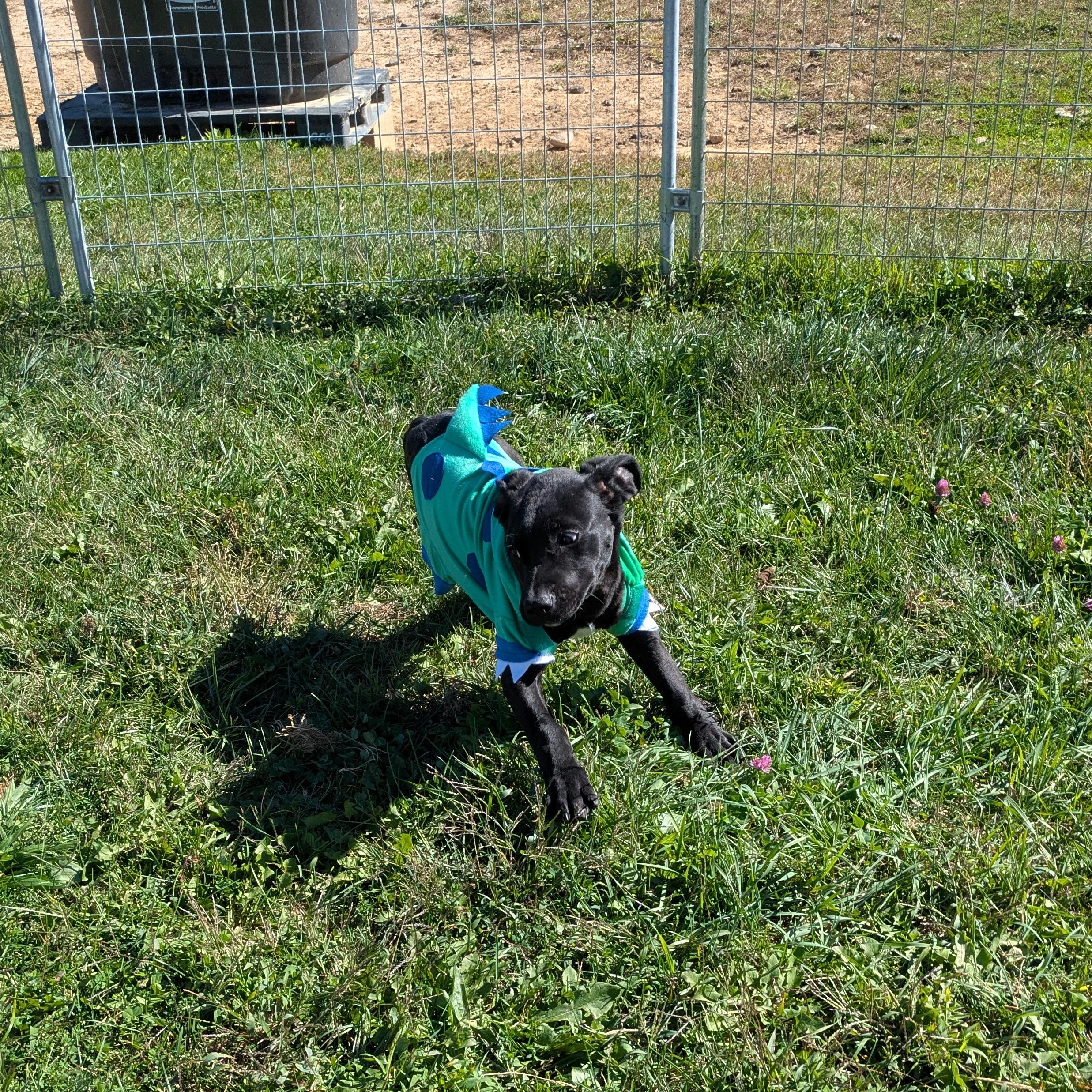 Scrappy, a Adoptable mixed breed in Covington, VA image 1/6