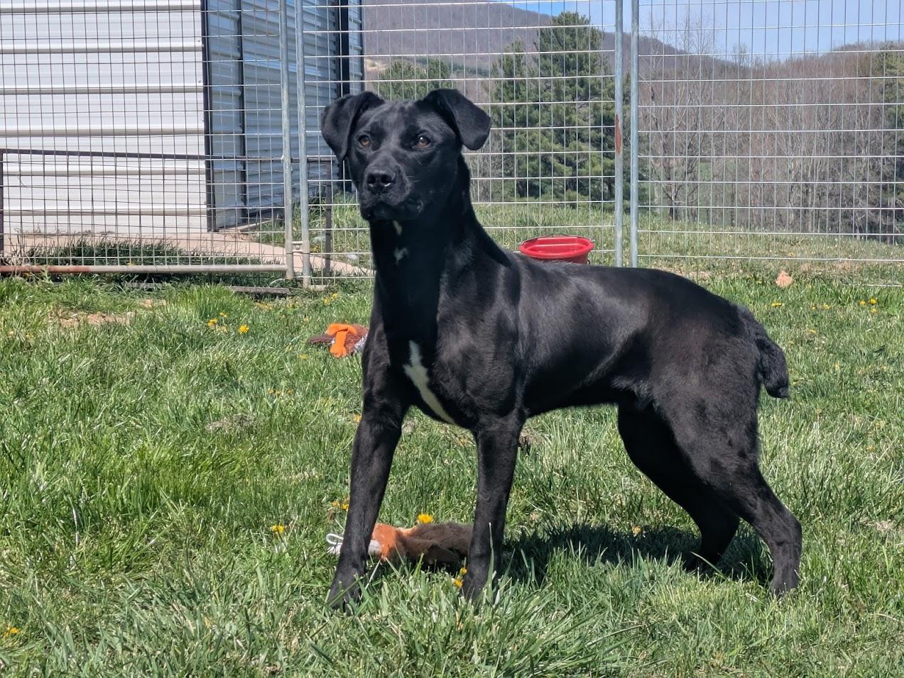 Scrappy, Adoptable, Puppy Male Boxer.