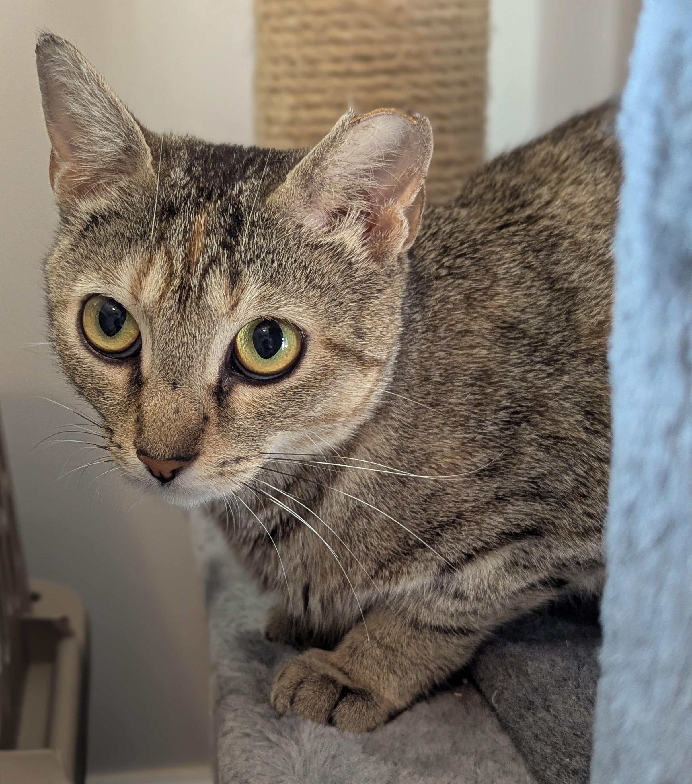 Millie, Adoptable, Adult Female Domestic Short Hair.