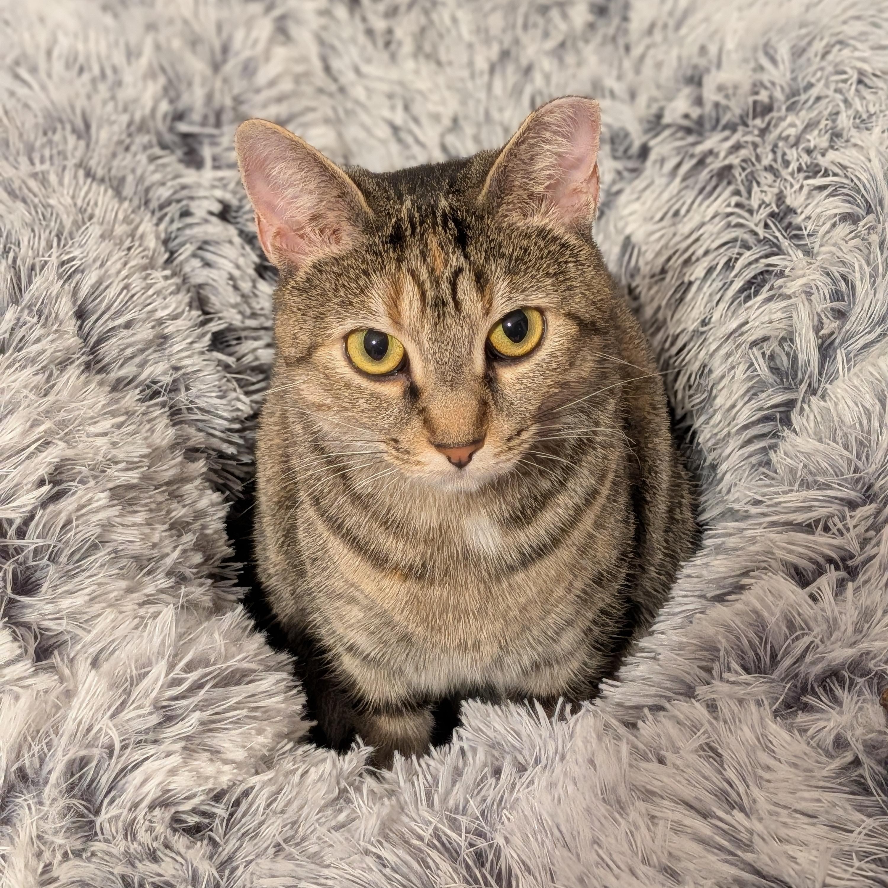 Millie Goat, a Adoptable Domestic Short Hair in Charlotte, NC image 1/6