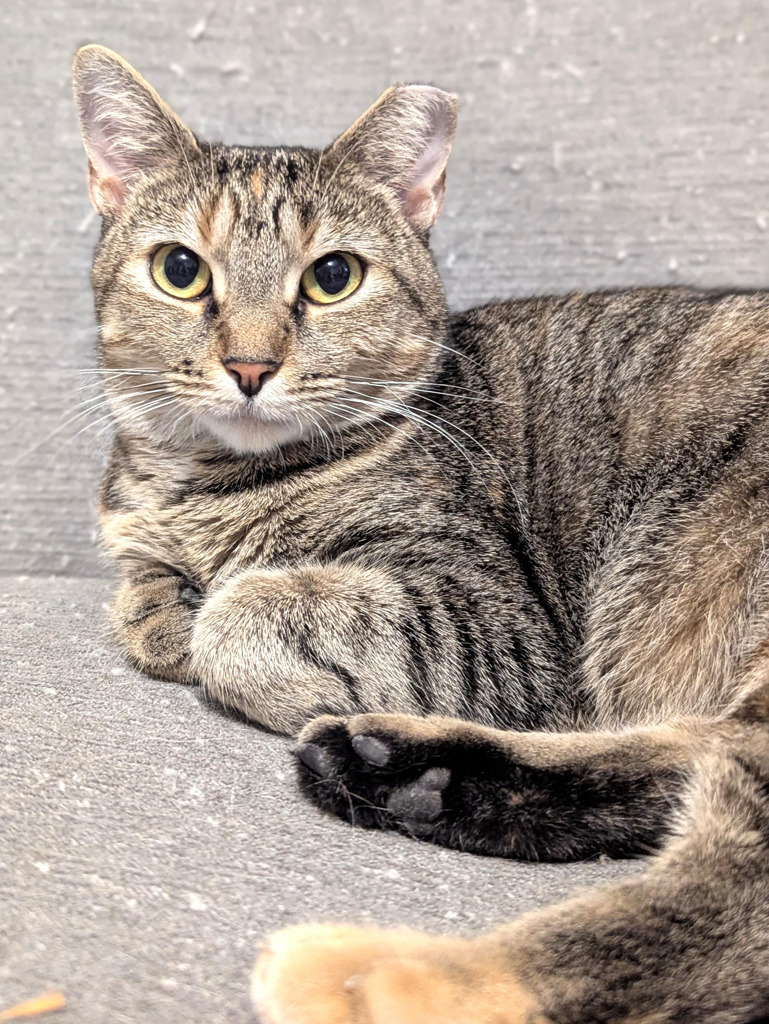Enlarge Millie, a Adoptable Domestic Short Hair in Charlotte, NC image 4/6