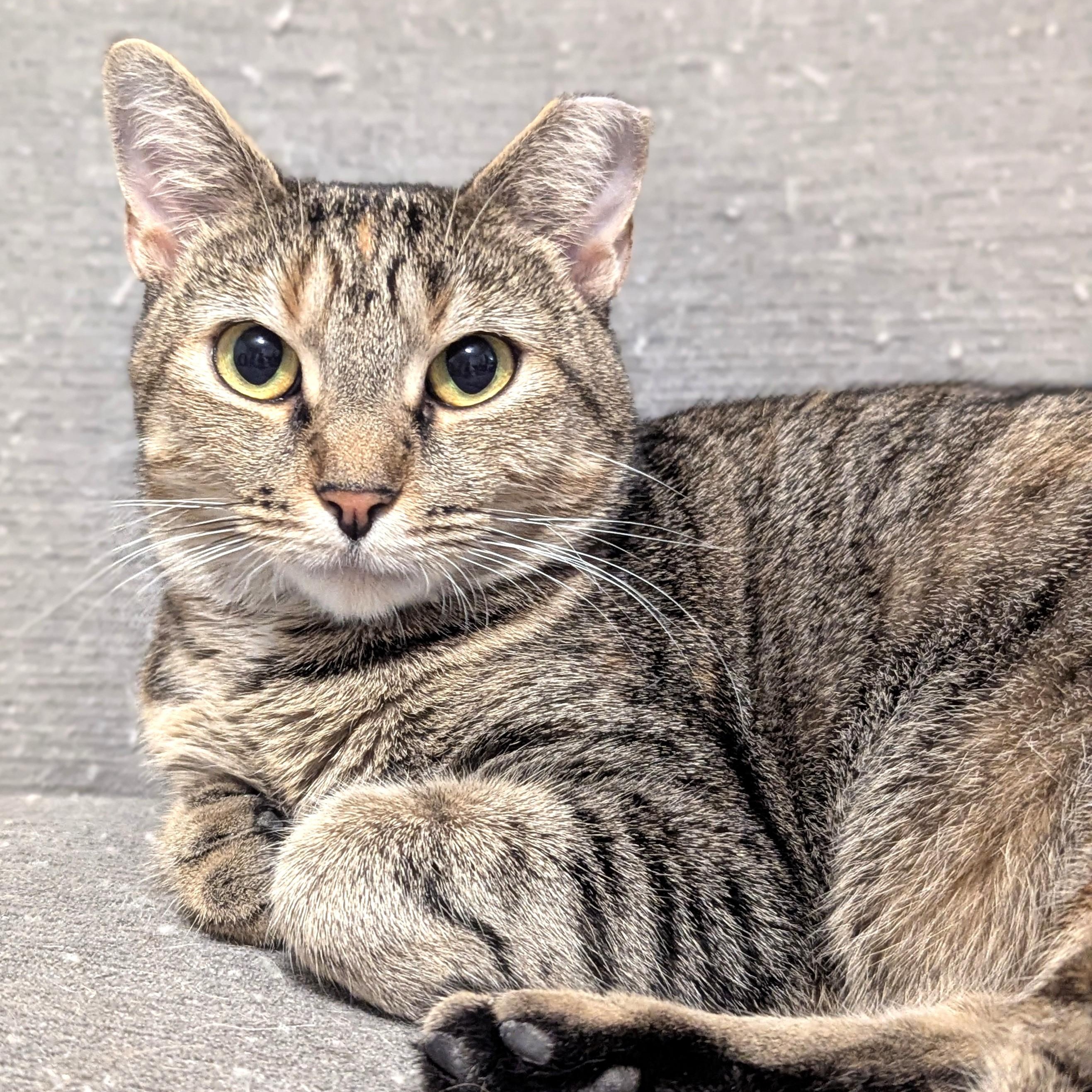 Millie Goat, a Adoptable Domestic Short Hair in Charlotte, NC image 4/6
