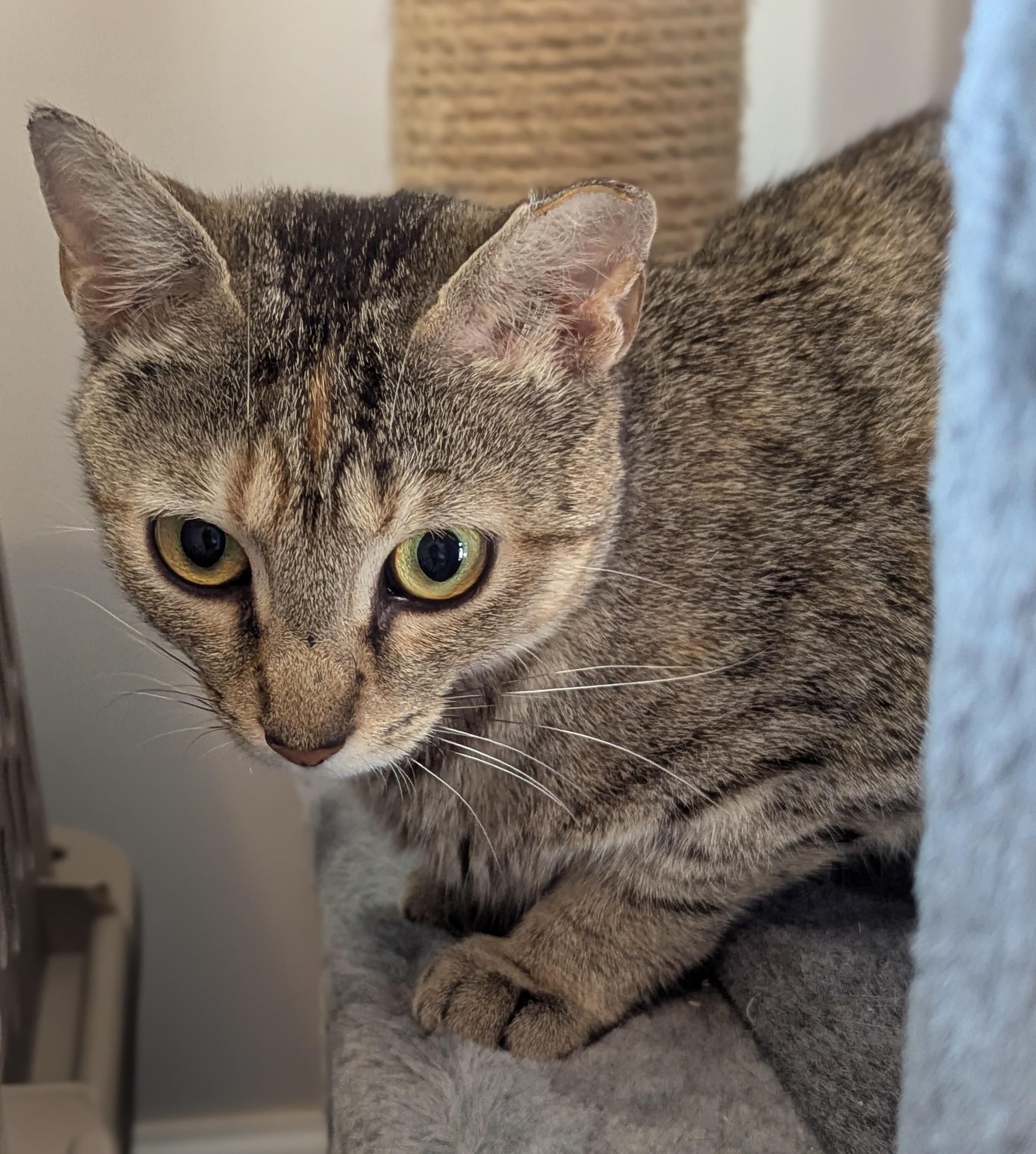 Enlarge Millie, a Adoptable Domestic Short Hair in Charlotte, NC image 4/4