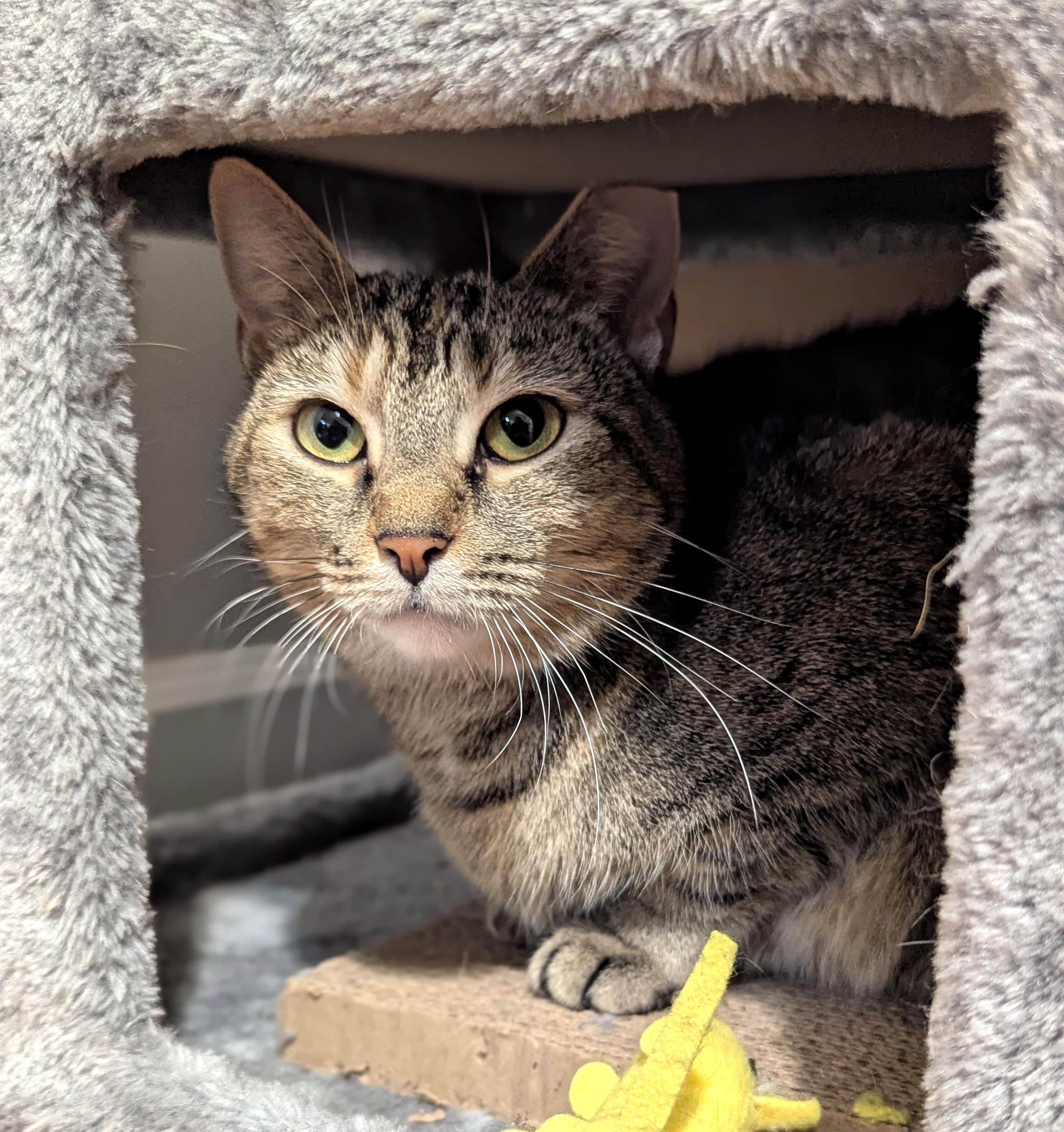 Enlarge Millie, a Adoptable Domestic Short Hair in Charlotte, NC image 2/6