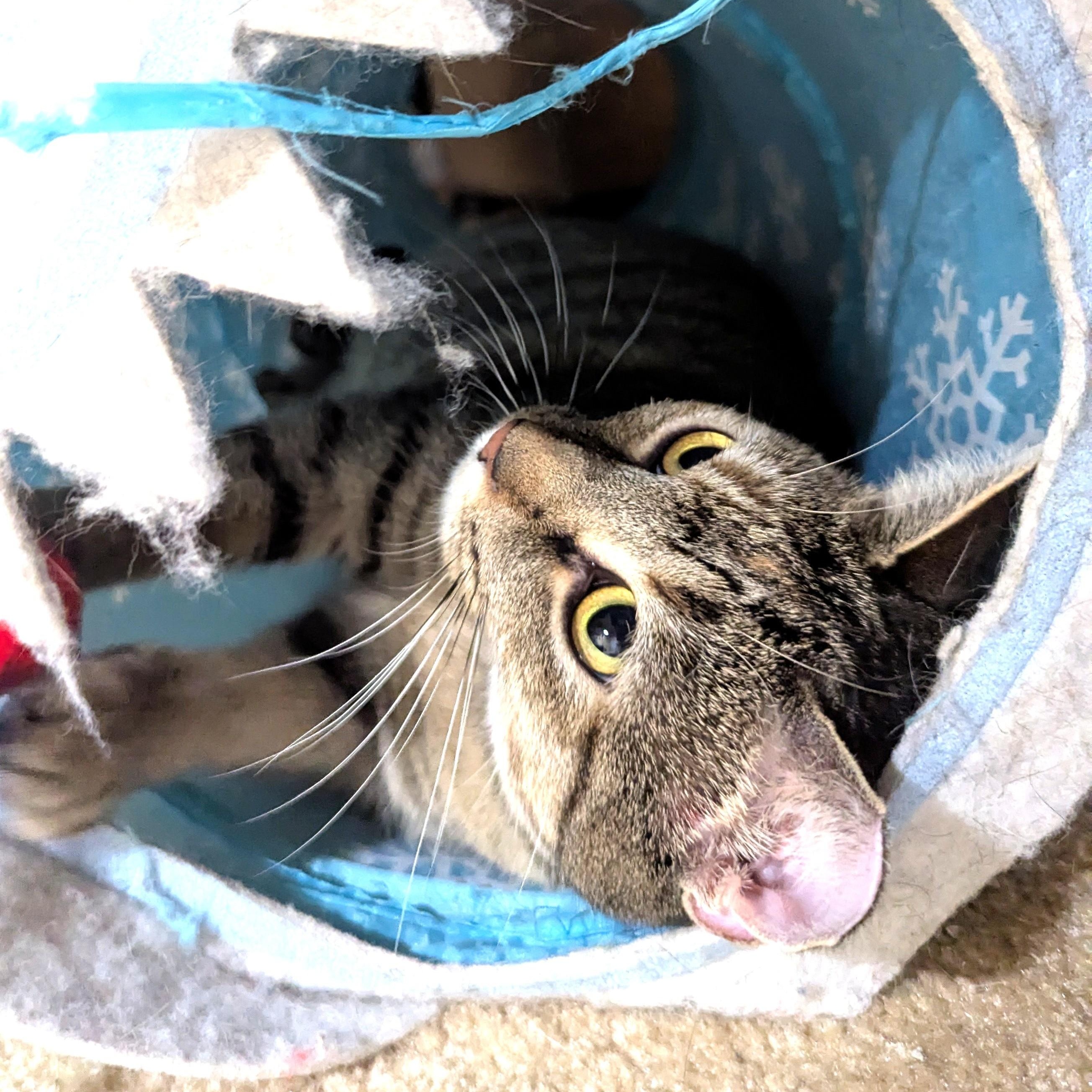 Millie Goat, a Adoptable Domestic Short Hair in Charlotte, NC image 6/6