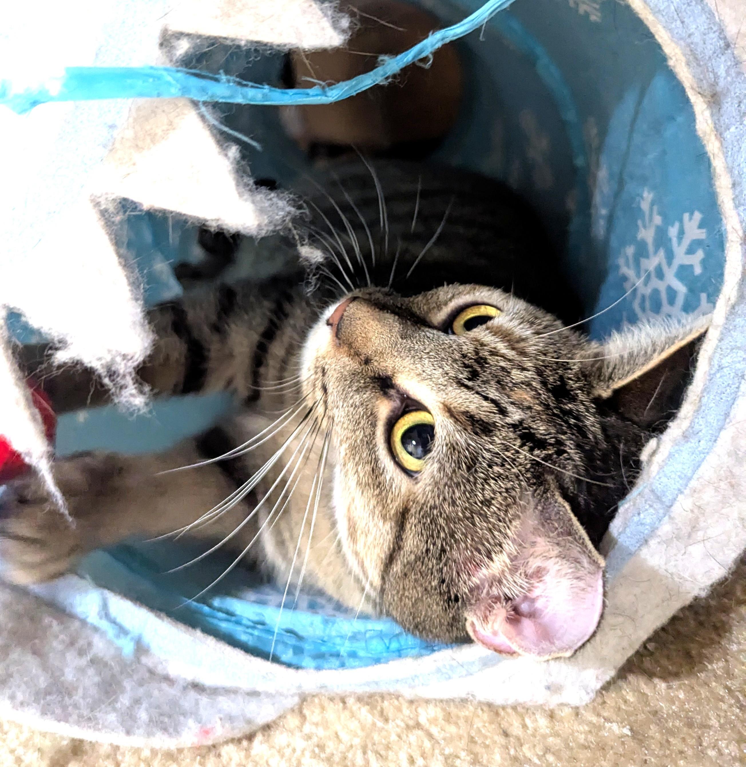 Enlarge Millie, a Adoptable Domestic Short Hair in Charlotte, NC image 5/6