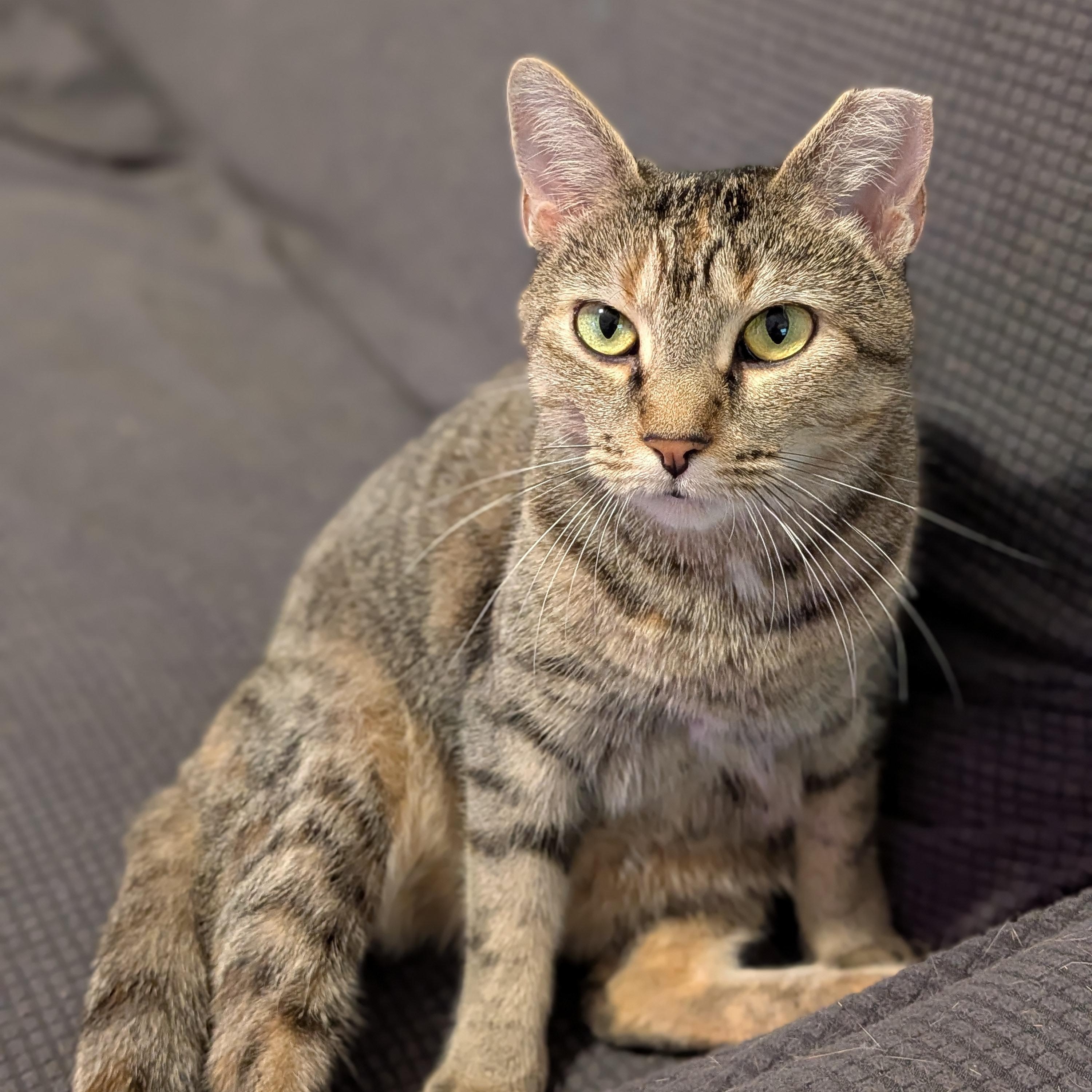 Millie Goat, a Adoptable Domestic Short Hair in Charlotte, NC image 2/6