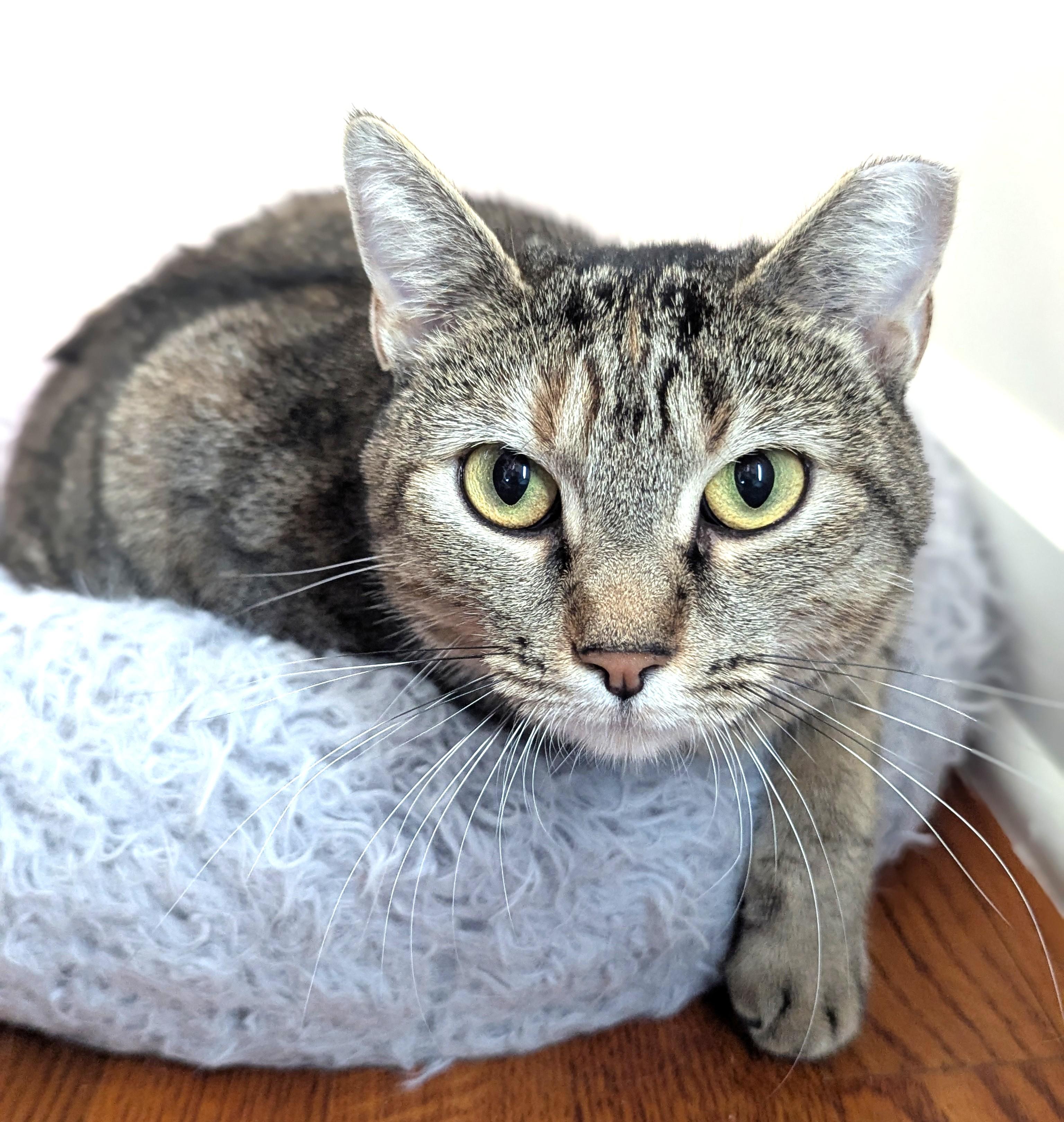 Millie, Adoptable, Adult Female Domestic Short Hair.