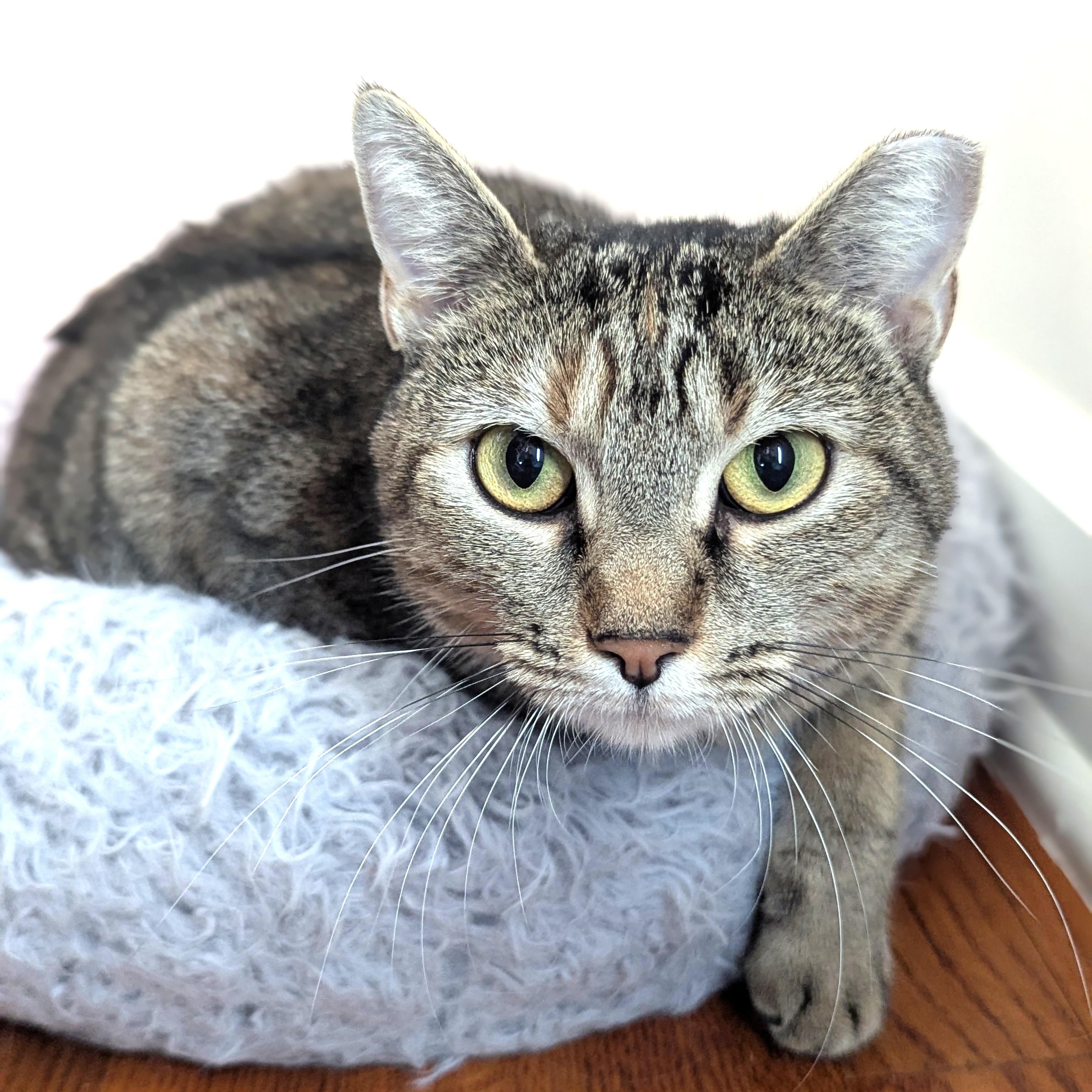 Millie Goat, a Adoptable Domestic Short Hair in Charlotte, NC image 3/6