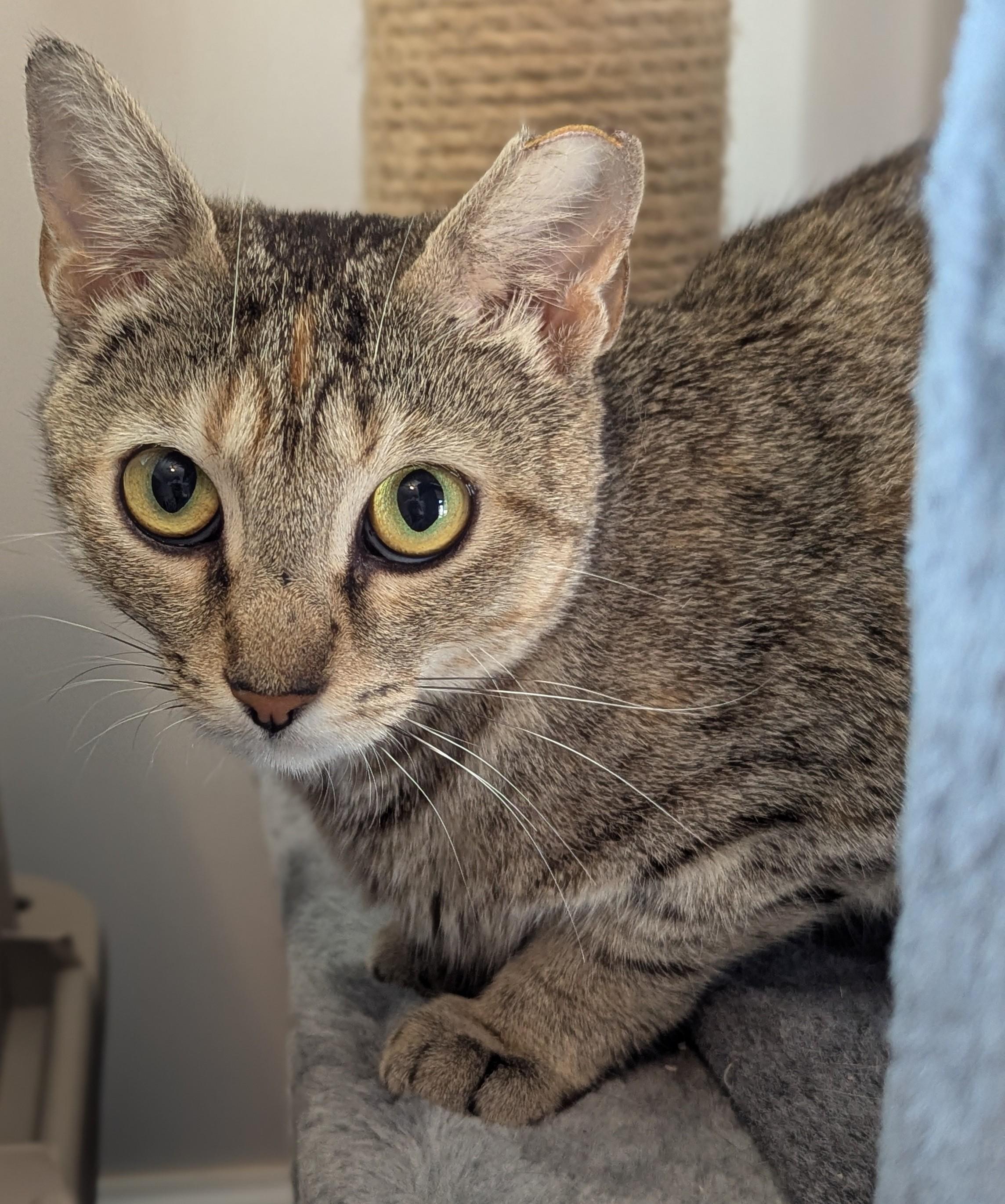Enlarge Millie, a Adoptable Domestic Short Hair in Charlotte, NC image 3/4