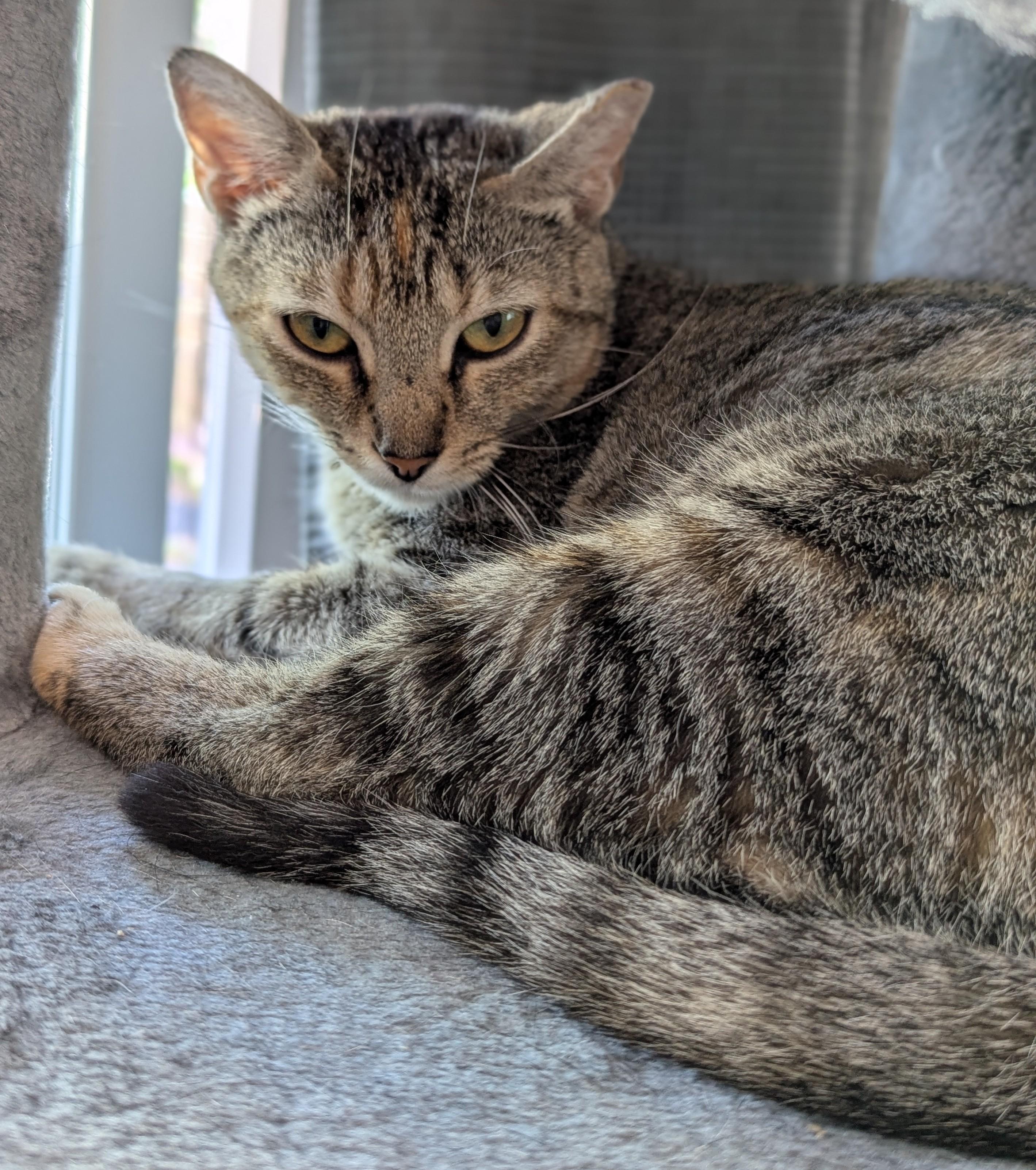 Enlarge Millie, a Adoptable Domestic Short Hair in Charlotte, NC image 2/4