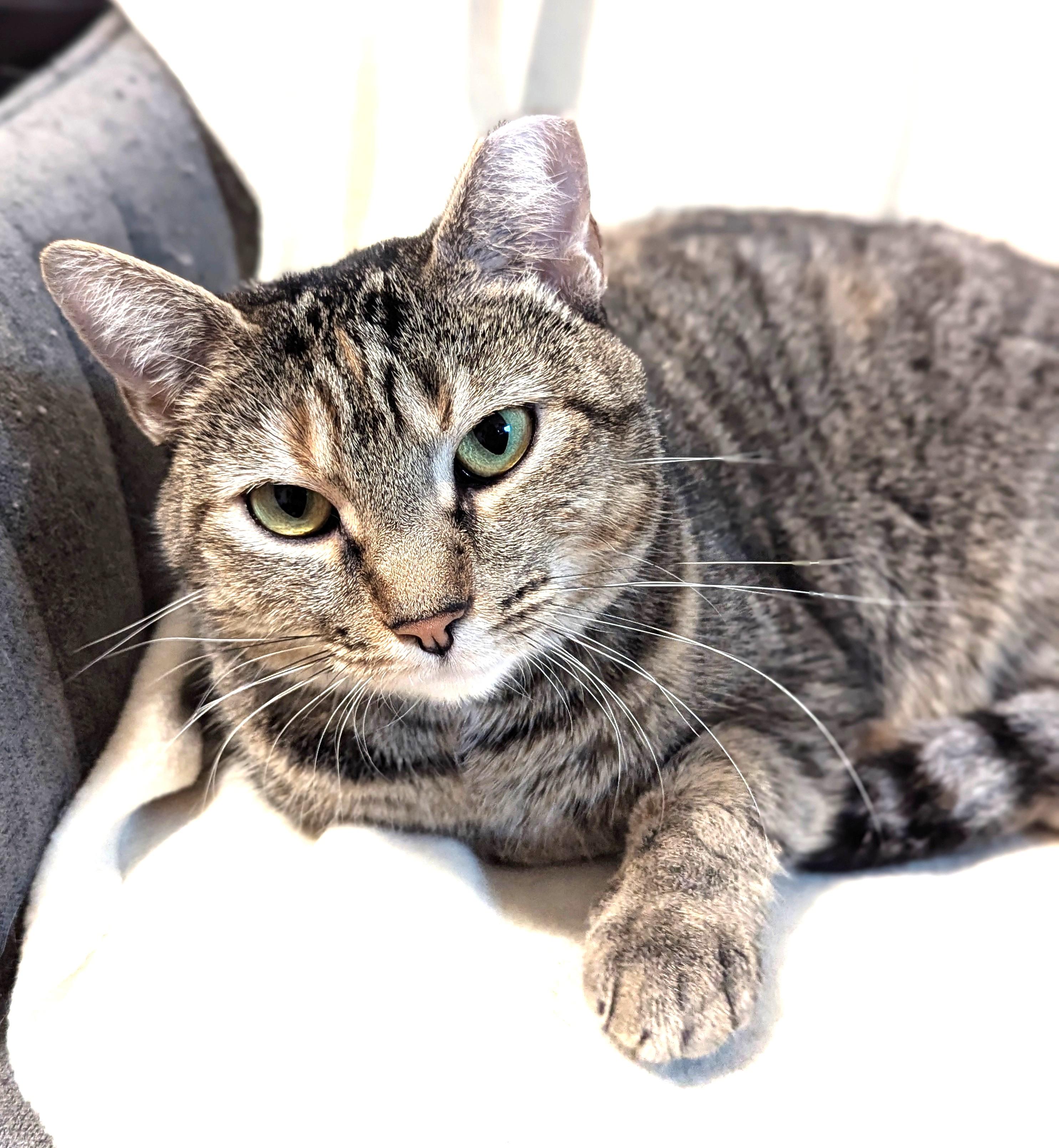 Enlarge Millie, a Adoptable Domestic Short Hair in Charlotte, NC image 6/6