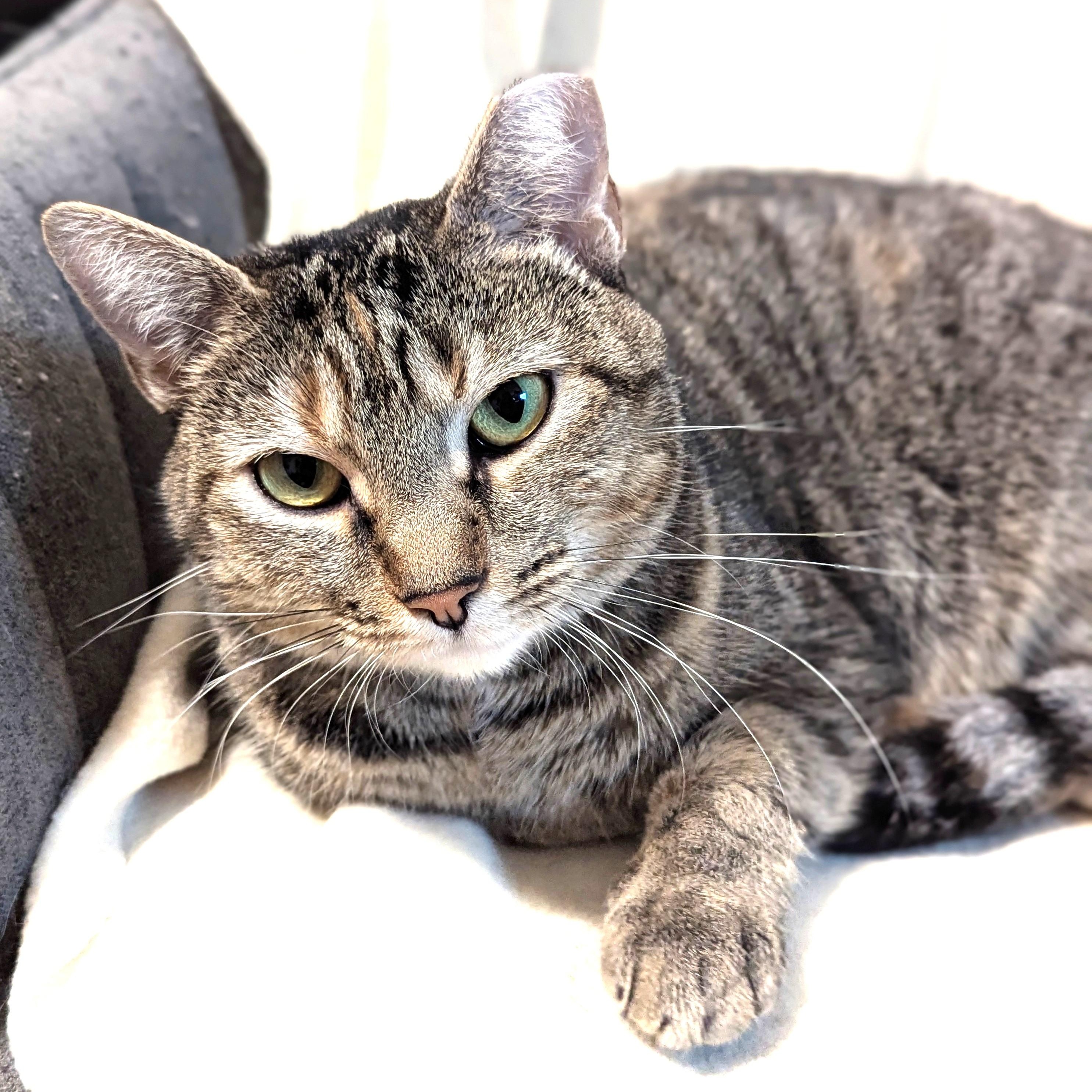 Millie Goat, a Adoptable Domestic Short Hair in Charlotte, NC image 5/6