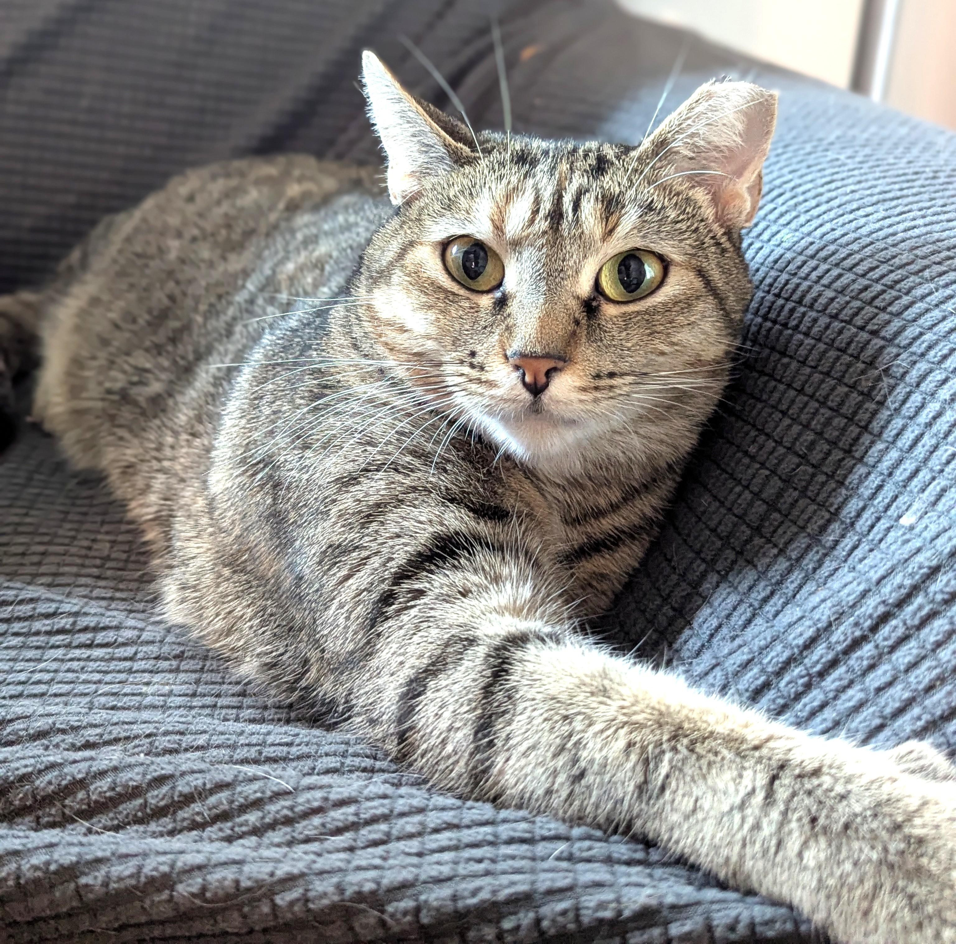 Enlarge Millie, a Adoptable Domestic Short Hair in Charlotte, NC image 3/6