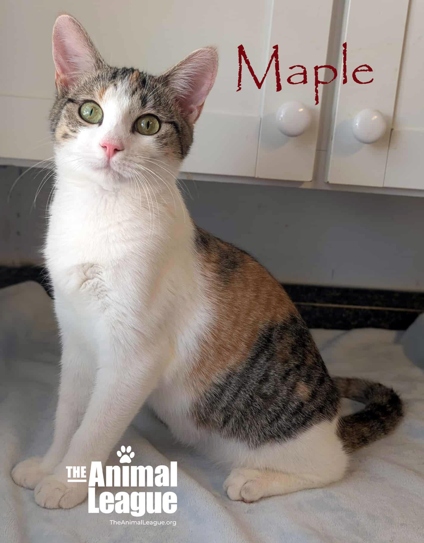 Maple, Adoptable, Kitten Female Domestic Short Hair.