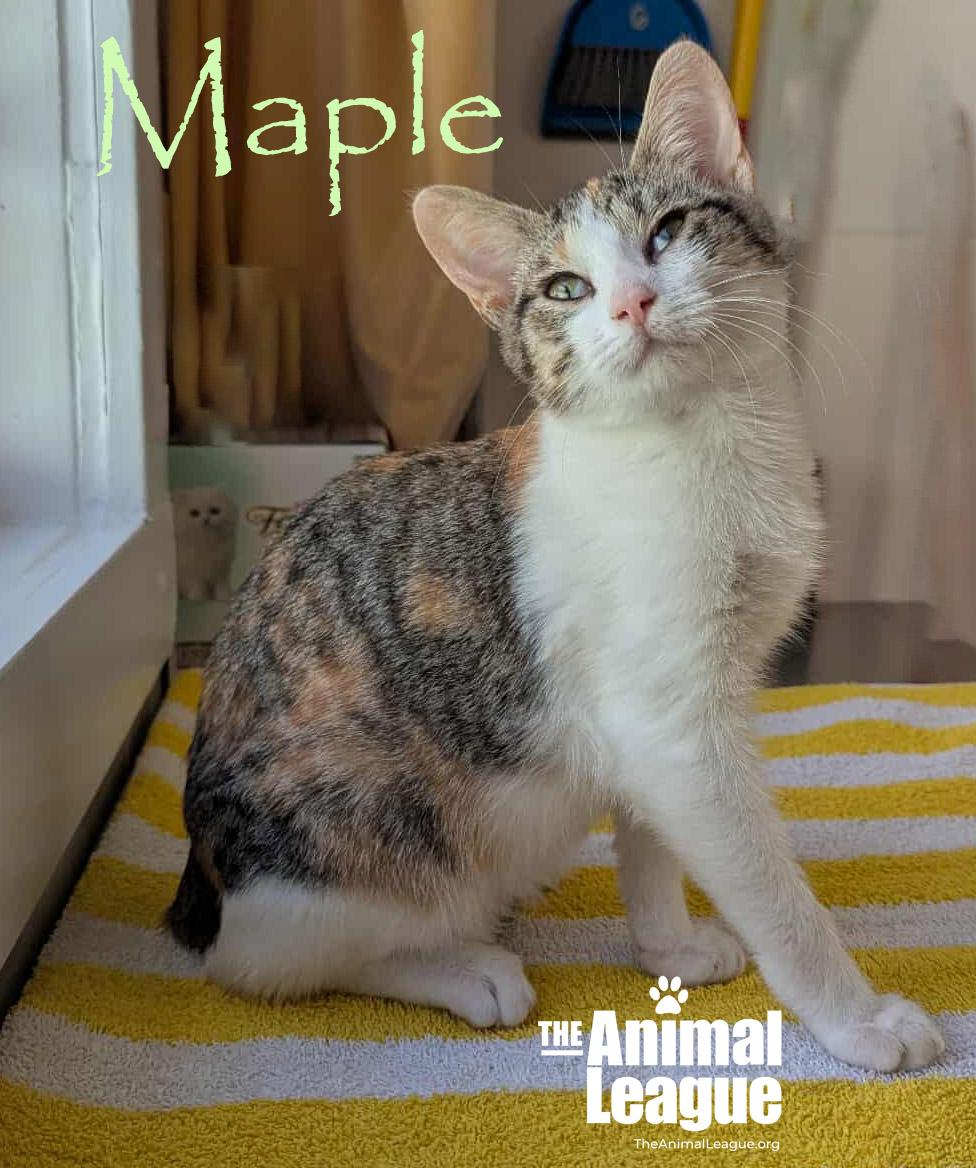 Maple
