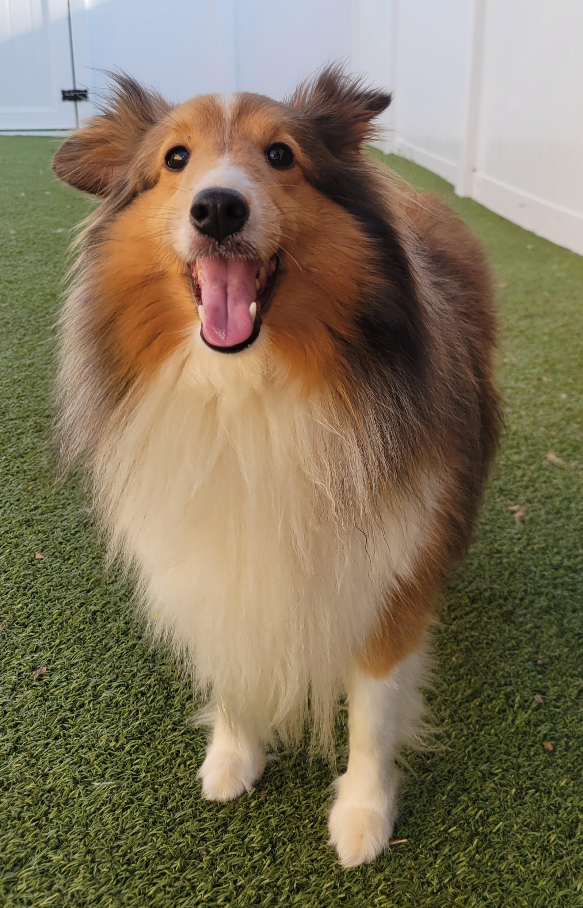 Enlarge Dreamfyre, an adopted Shetland Sheepdog / Sheltie in Charlotte, NC image 1/1