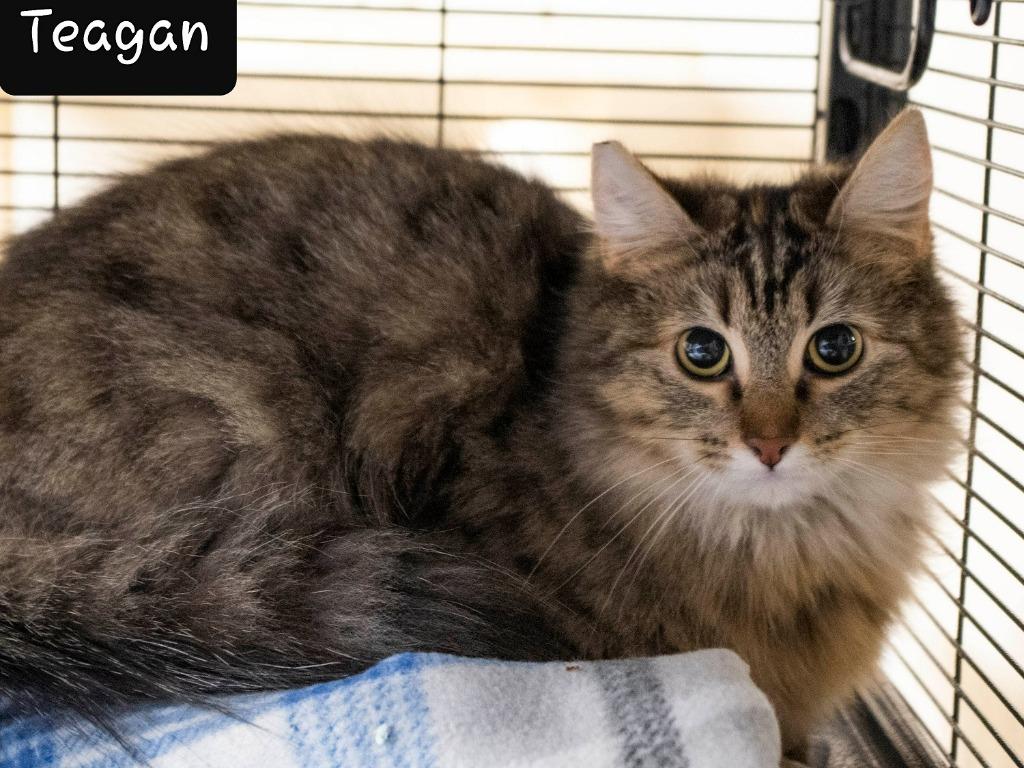 Enlarge Teagan, a Adoptable mixed breed in Shelton, WA image 1/2