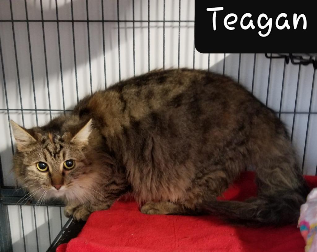 Enlarge Teagan, a Adoptable mixed breed in Shelton, WA image 2/2