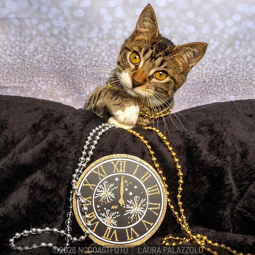 Samantha, Adoptable, Kitten Female Domestic Short Hair & Tabby.