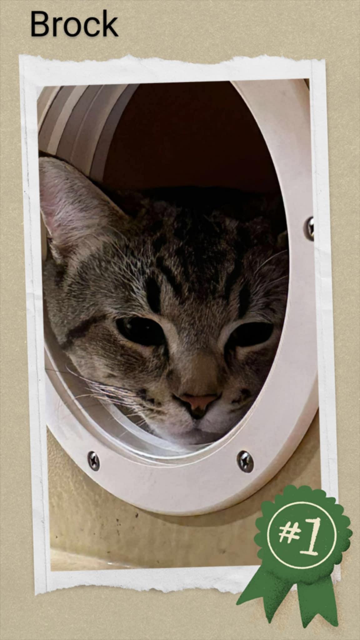 Enlarge Brock, a Adopted Domestic Short Hair in Caistor Centre, ON image 1/1