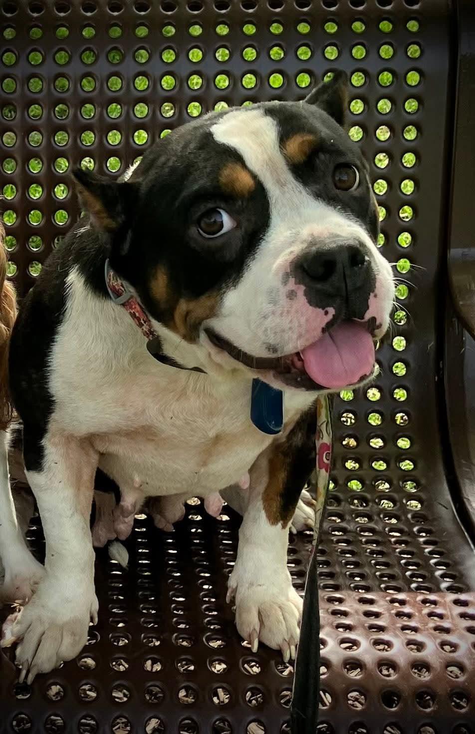 Enlarge Hazel, a Adopted mixed breed in St. Louis, MO image 1/5