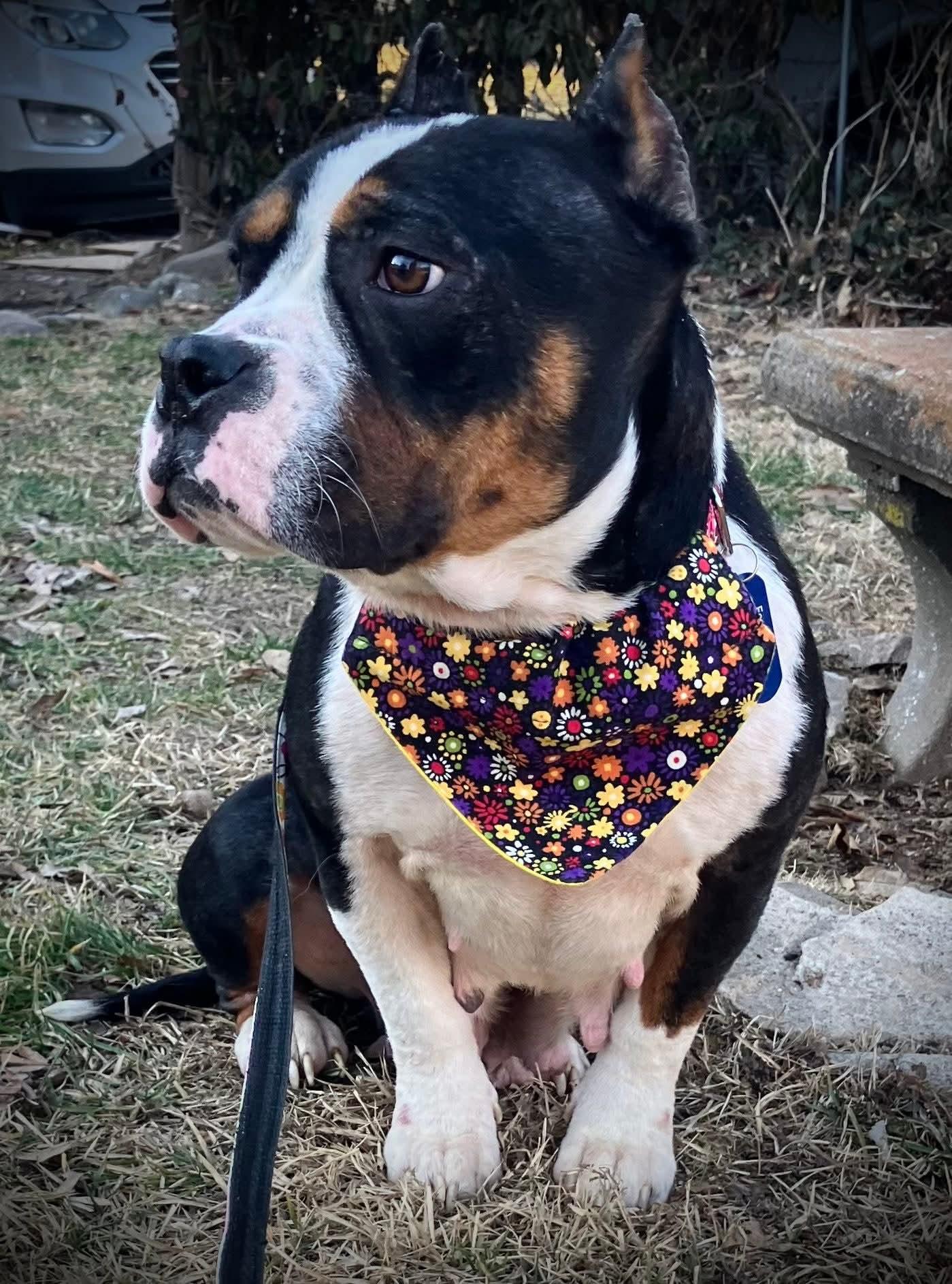 Enlarge Hazel, a Adopted mixed breed in St. Louis, MO image 2/5