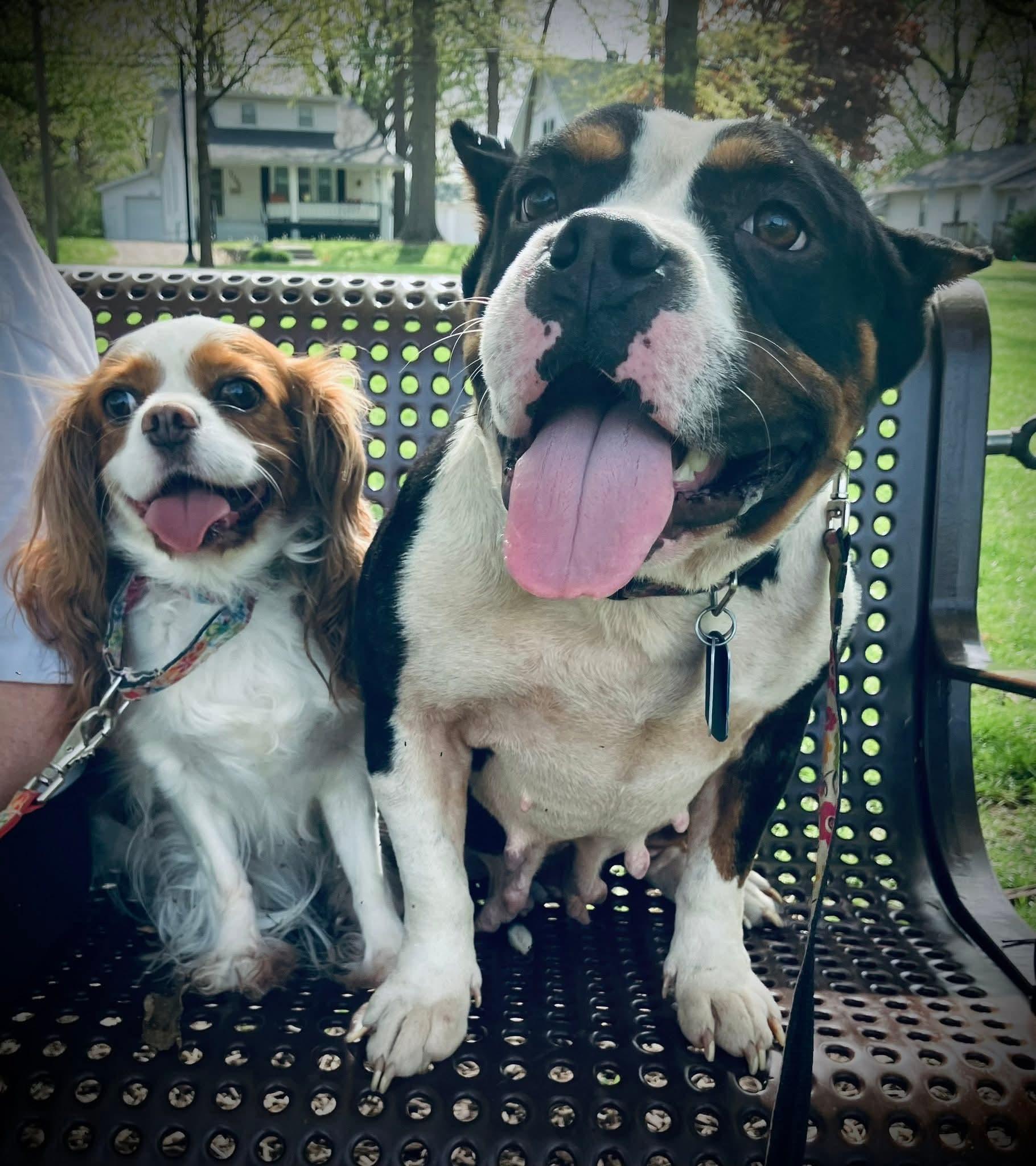 Enlarge Hazel, a Adopted mixed breed in St. Louis, MO image 3/5