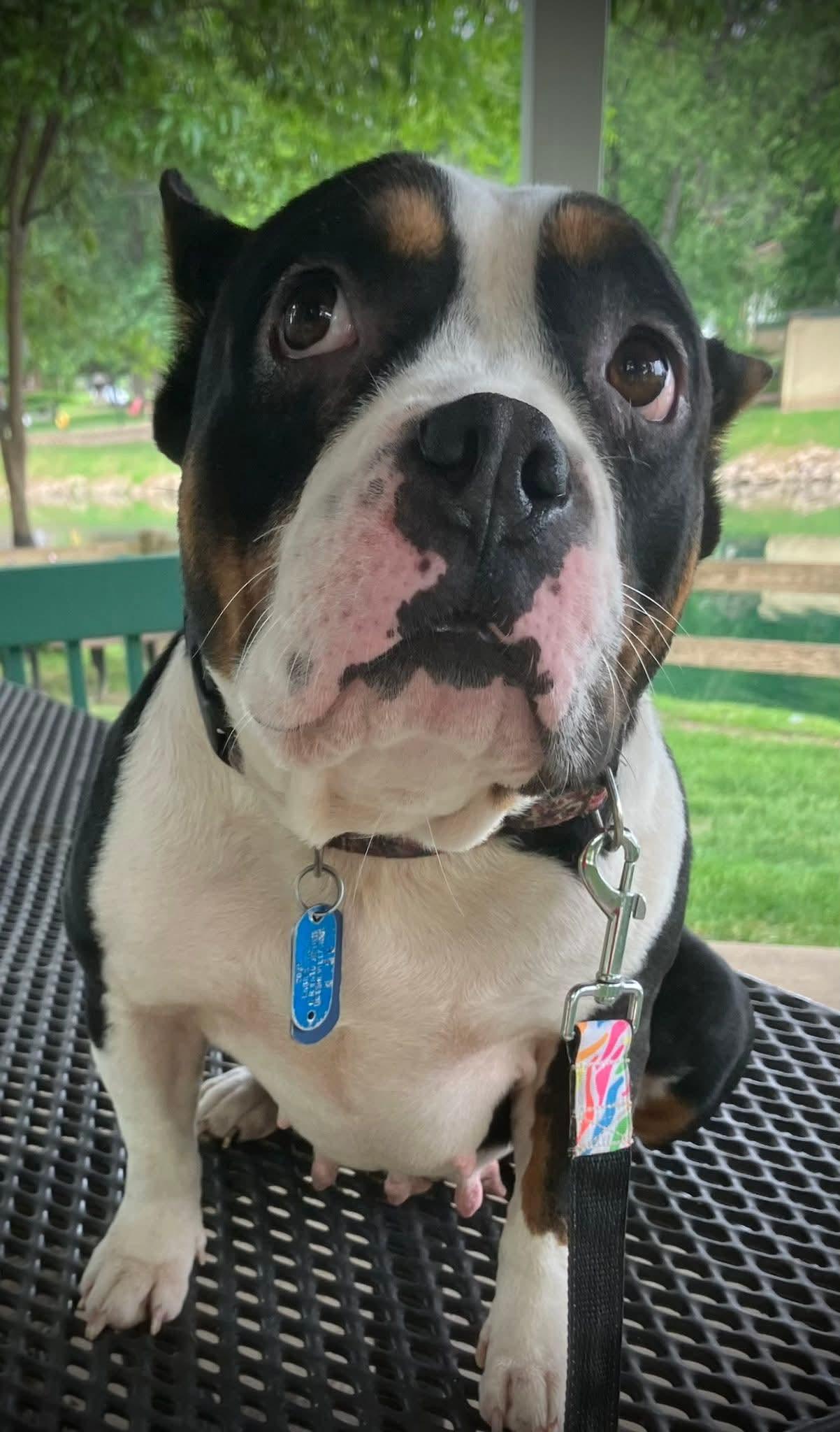 Enlarge Hazel, a Adopted mixed breed in St. Louis, MO image 4/5