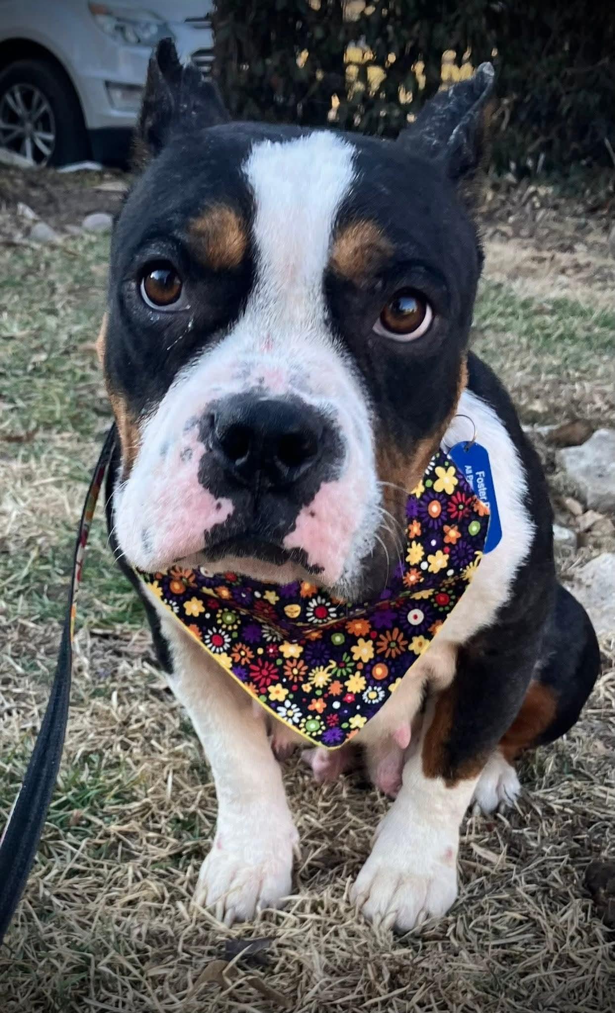 Enlarge Hazel, a Adopted mixed breed in St. Louis, MO image 5/5