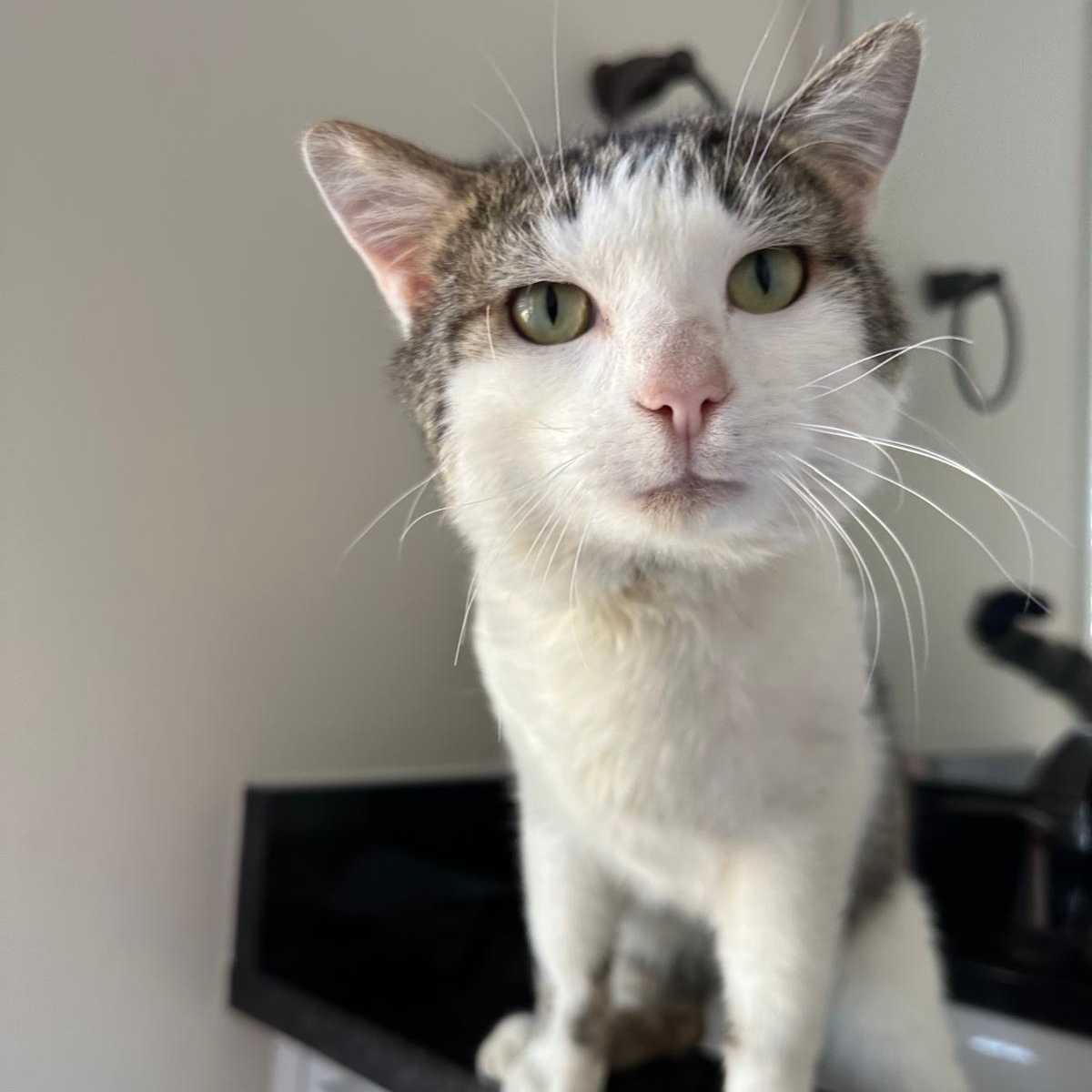 Enlarge Artie, a ADOPTABLE Domestic Short Hair in Savannah, GA image 2/5