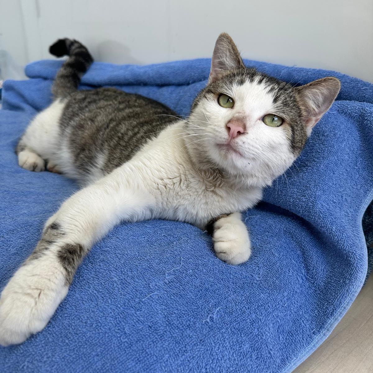 Enlarge Artie, a ADOPTABLE Domestic Short Hair in Savannah, GA image 3/5