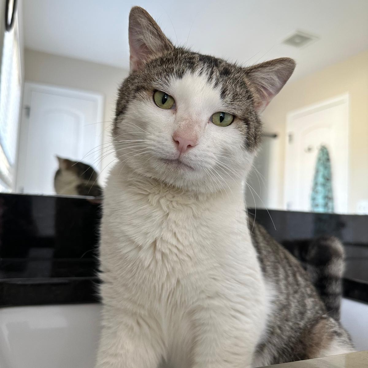 Enlarge Artie, a ADOPTABLE Domestic Short Hair in Savannah, GA image 5/5