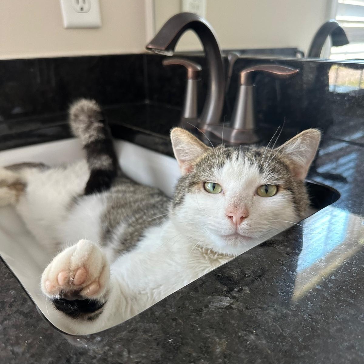 Enlarge Artie, a ADOPTABLE Domestic Short Hair in Savannah, GA image 1/5