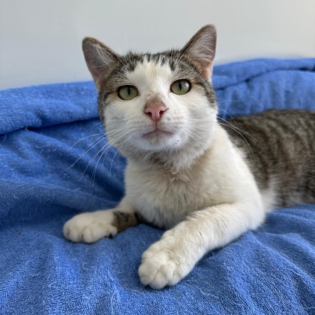 Enlarge Artie, a ADOPTABLE Domestic Short Hair in Savannah, GA image 4/5