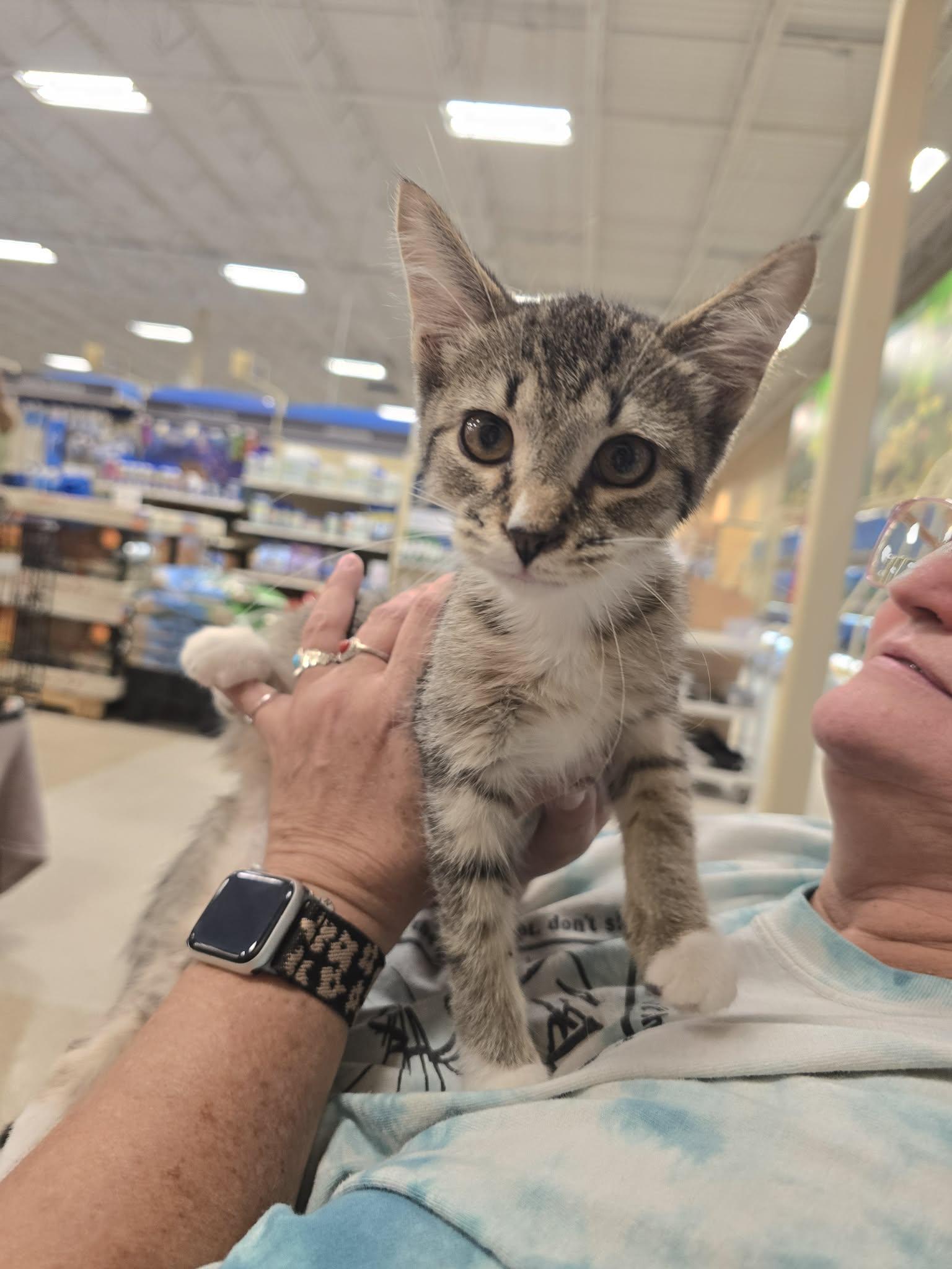 Yosemite, a ADOPTABLE Domestic Short Hair in East Lansing, MI image 4/5