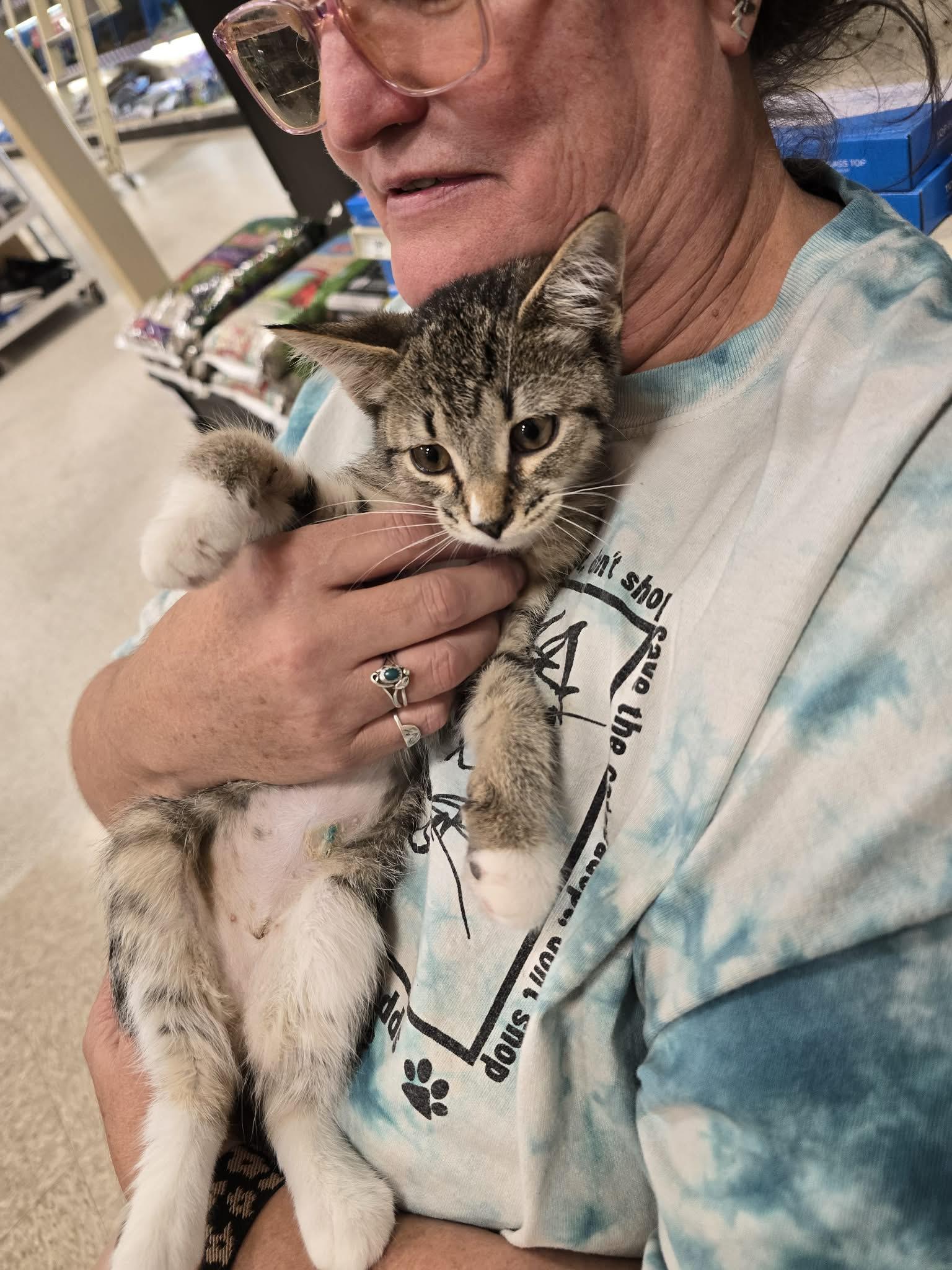 Yosemite, a ADOPTABLE Domestic Short Hair in East Lansing, MI image 2/5