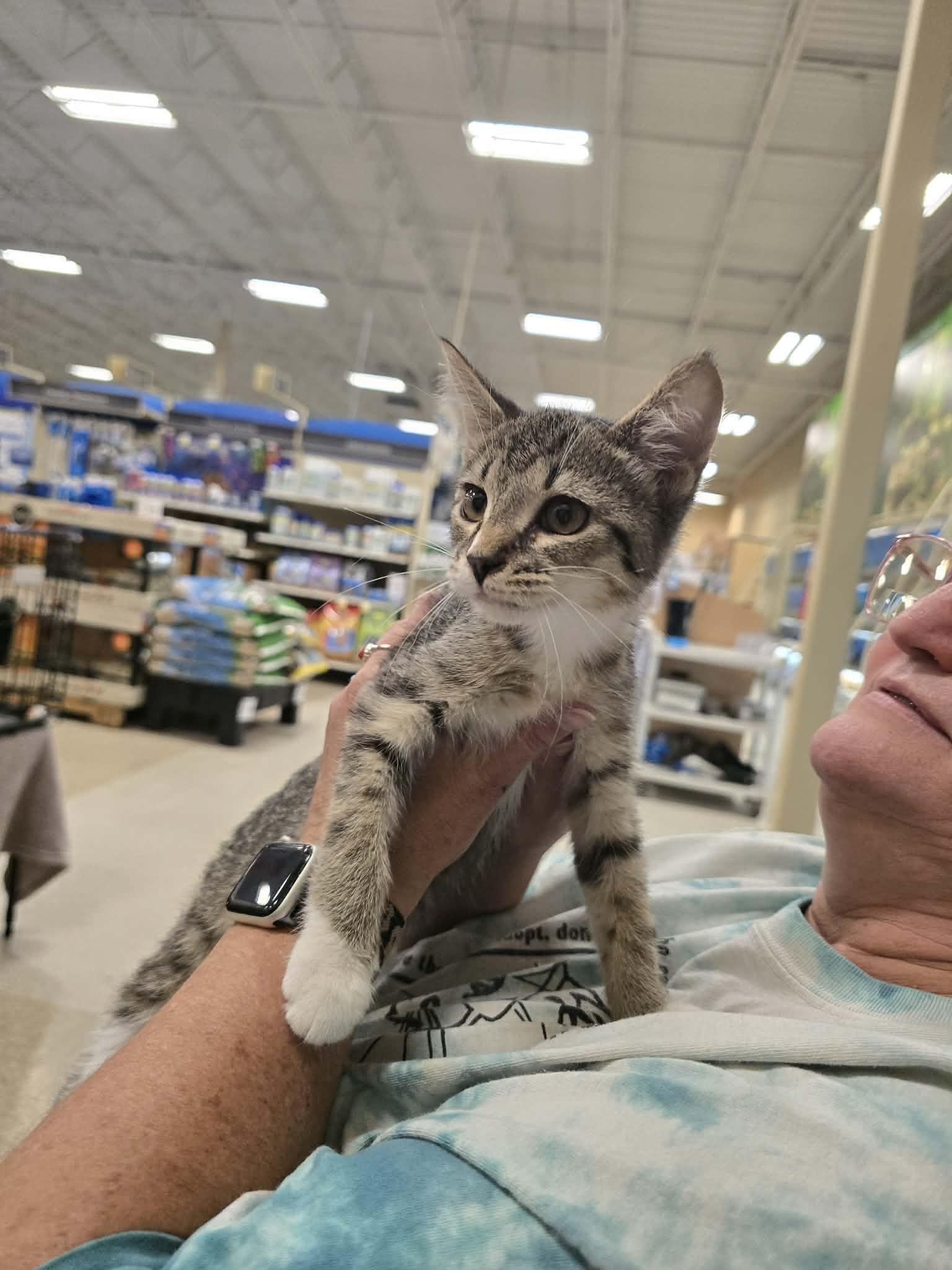 Yosemite, a ADOPTABLE Domestic Short Hair in East Lansing, MI image 3/5