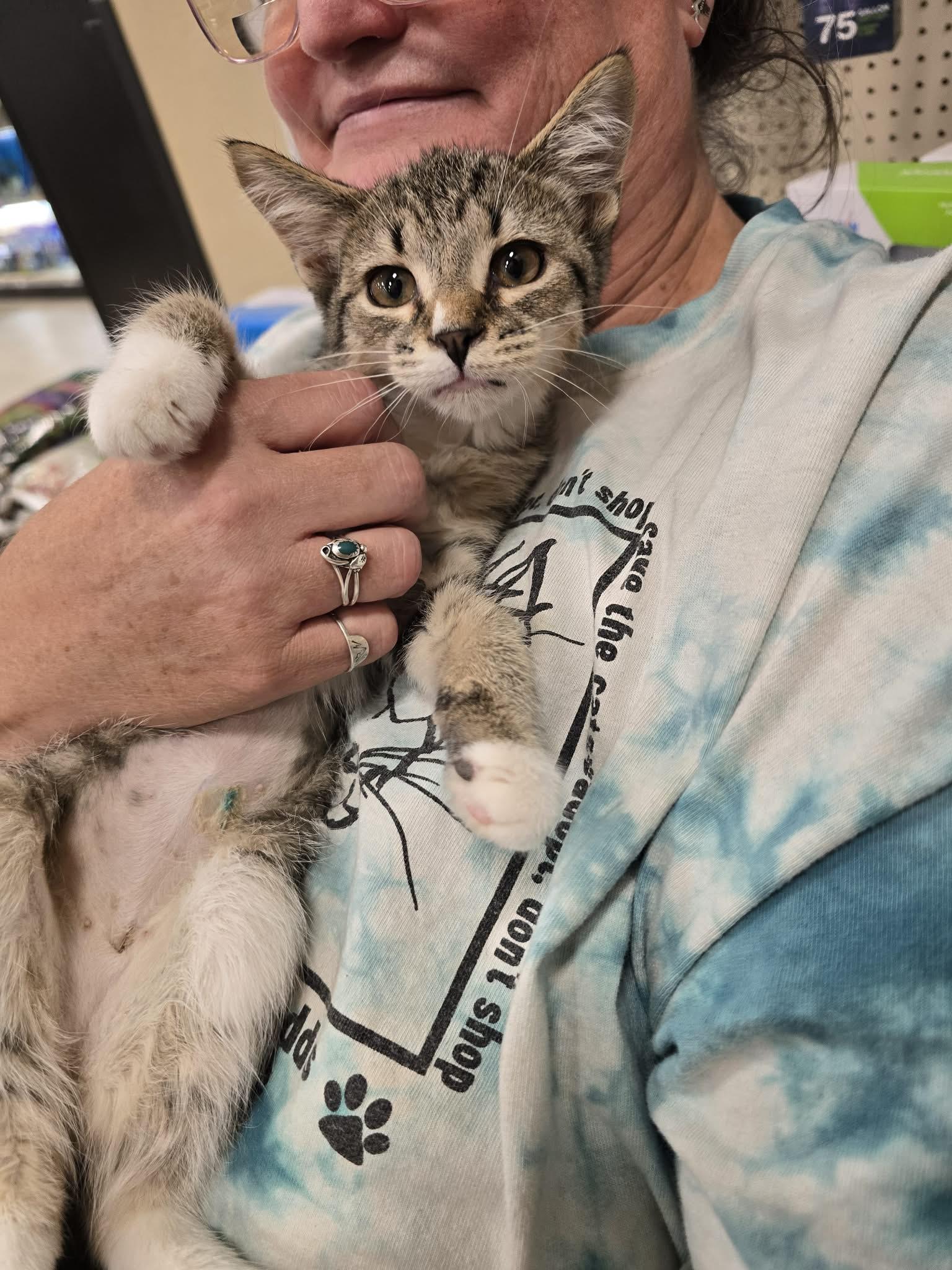 Yosemite, a ADOPTABLE Domestic Short Hair in East Lansing, MI image 5/5