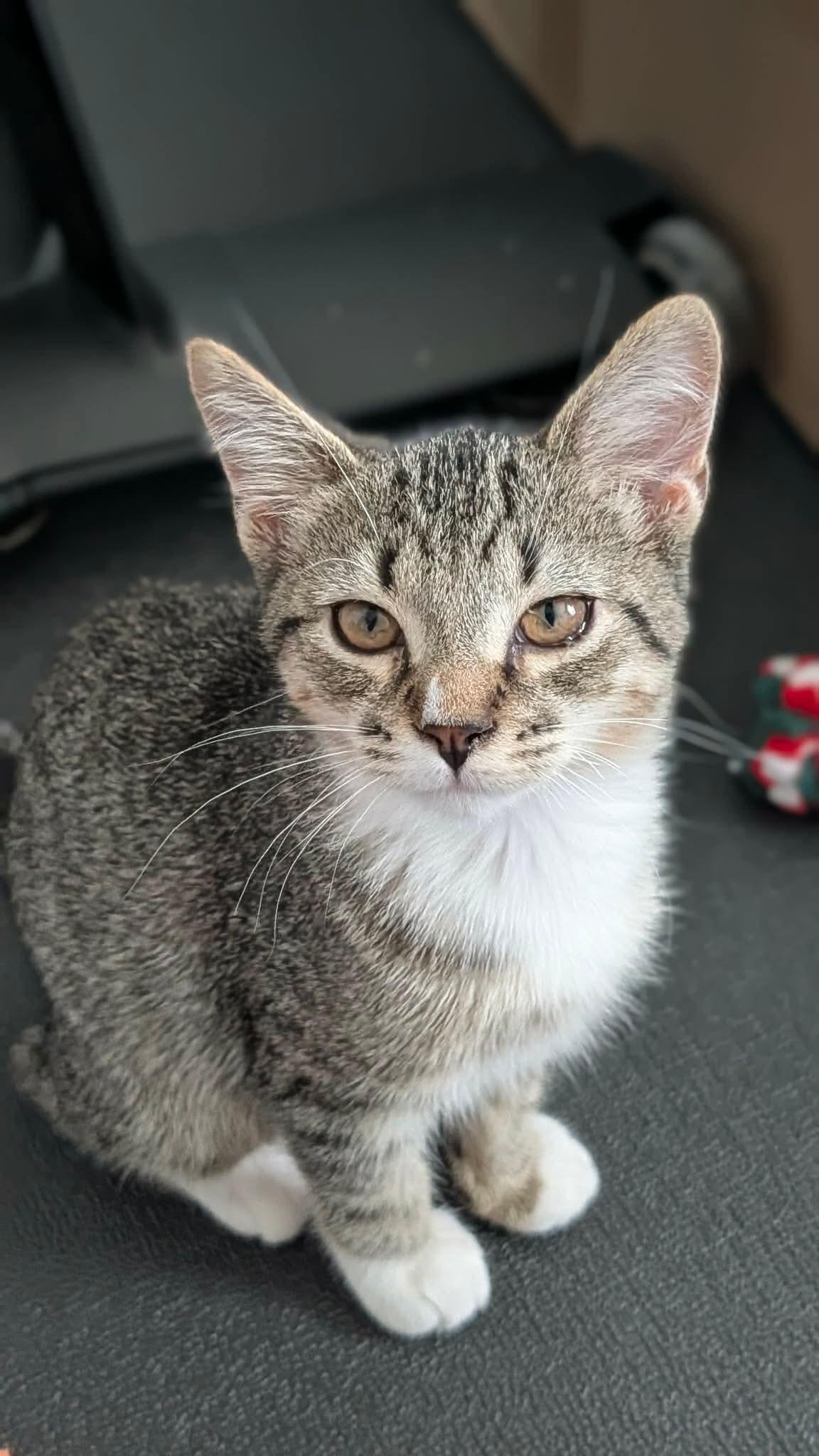 Yosemite, ADOPTABLE, Kitten Female Domestic Short Hair.