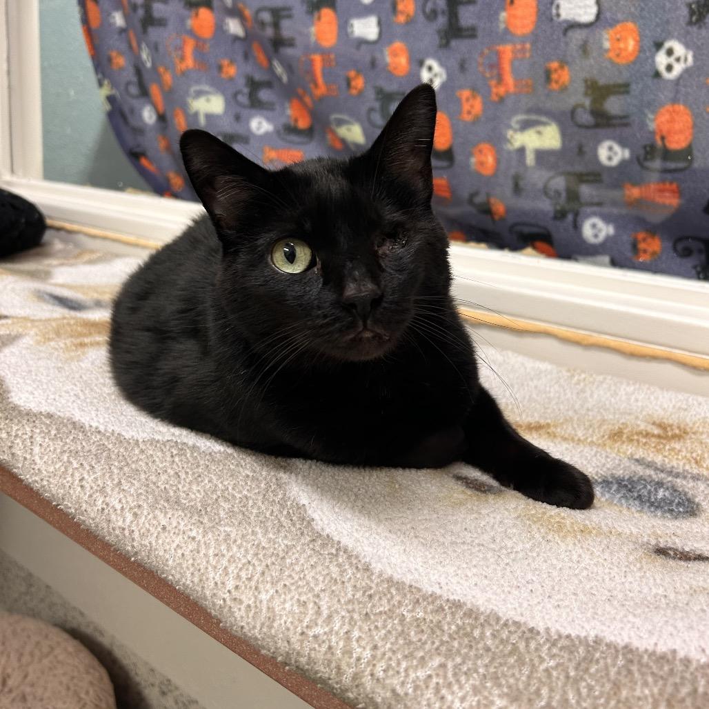 Wabi-Sabi, Adoptable, Adult Female Domestic Short Hair.