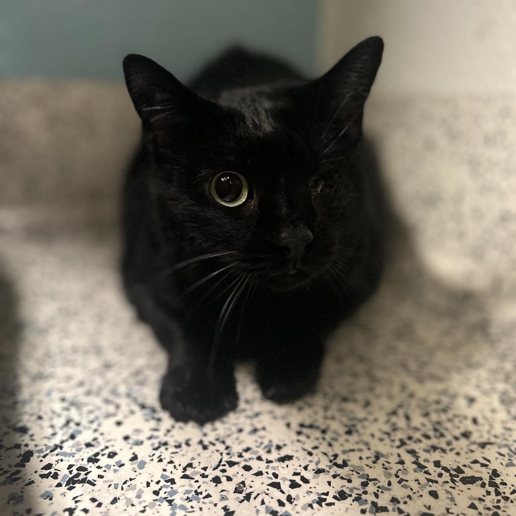 Wabi-Sabi, a Adoptable Domestic Short Hair in Fresno, CA image 2/2
