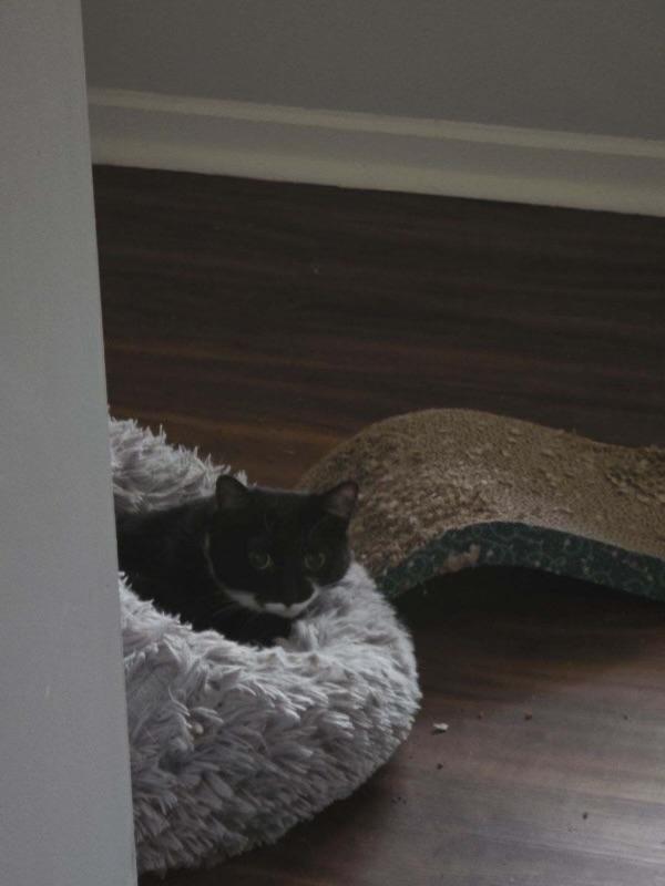 Nook, Adoptable, Adult Female Domestic Short Hair.