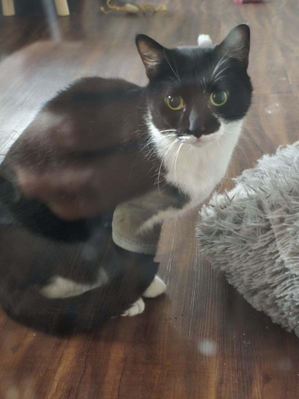 Enlarge Nook, a Adoptable Domestic Short Hair in Holly, MI image 2/3